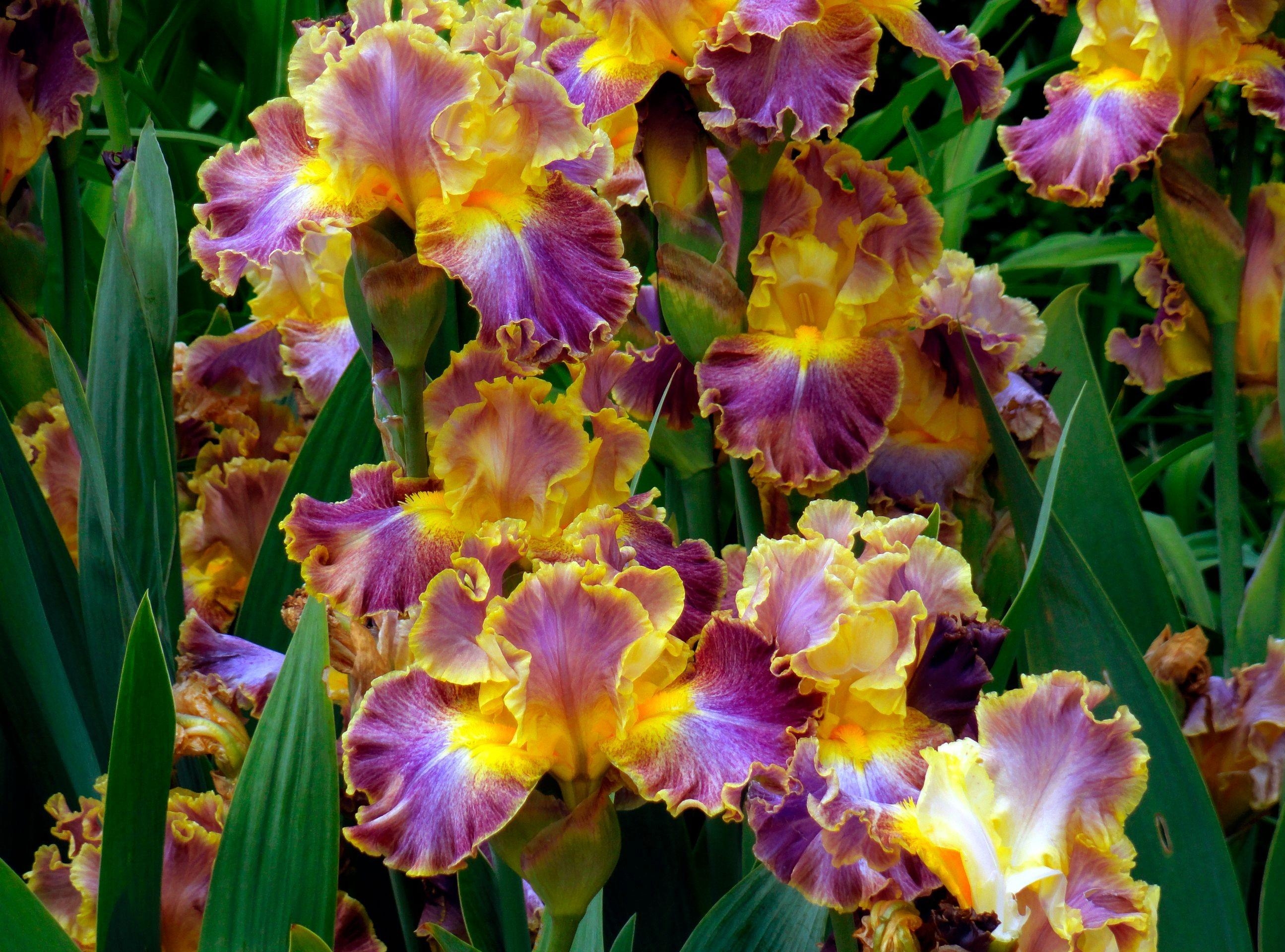 Laden Sie das Blumen, Nahaufnahme, Grünen, Grüne, Blumenbeet, Nahansicht, Schwertlilien, Irises-Bild kostenlos auf Ihren PC-Desktop herunter