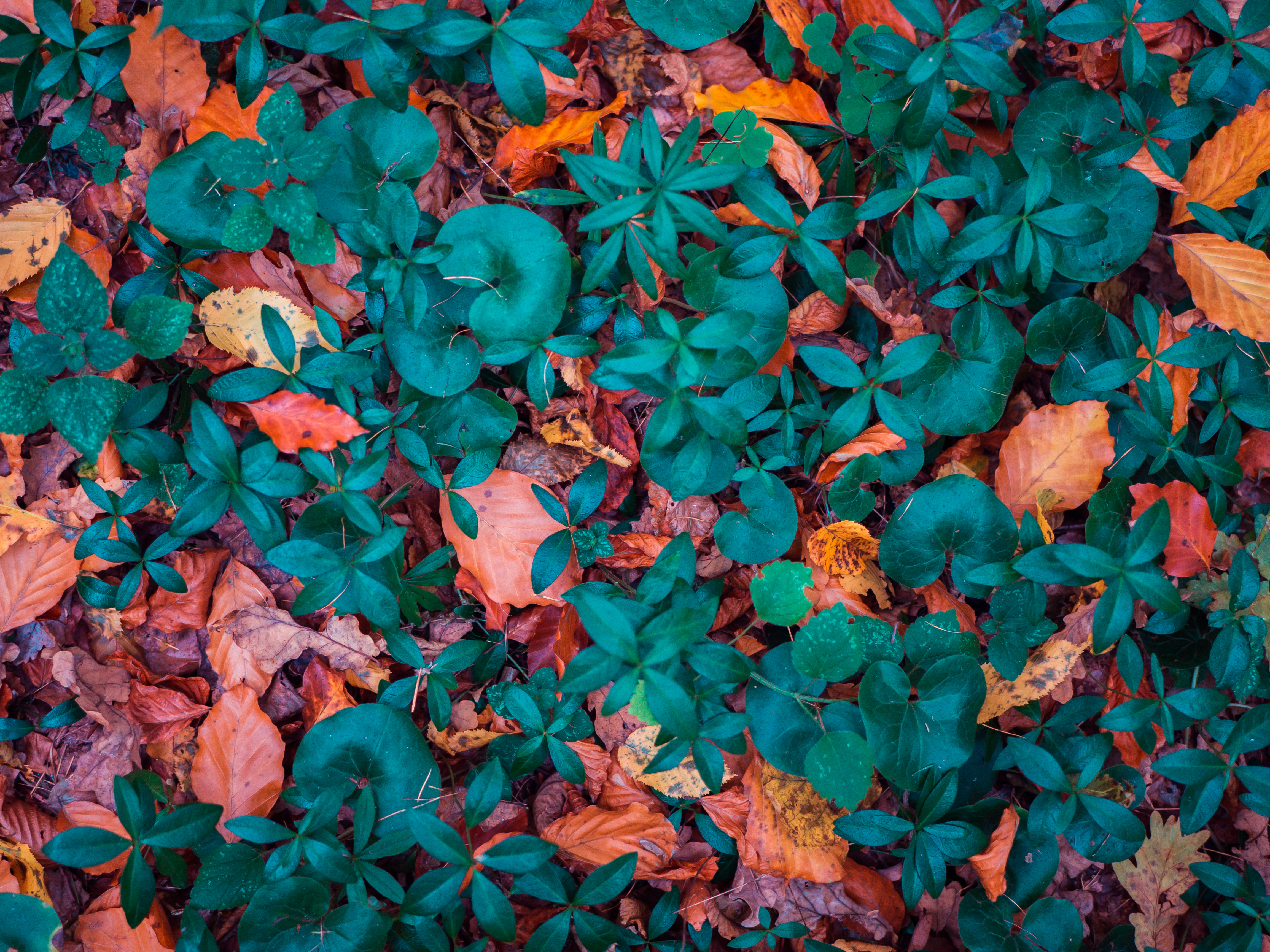 83544 Screensavers and Wallpapers Fallen for phone. Download nature, autumn, leaves, form, forms, fallen pictures for free