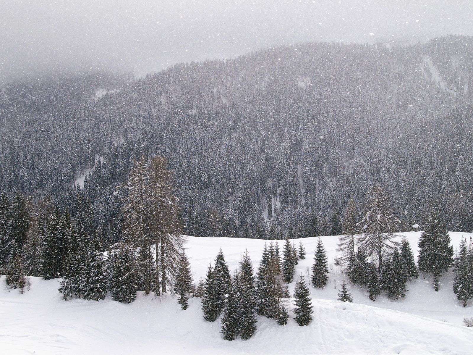 116567 Hintergrundbild herunterladen winter, natur, mountains, nadelbäume, nadel, wald - Bildschirmschoner und Bilder kostenlos