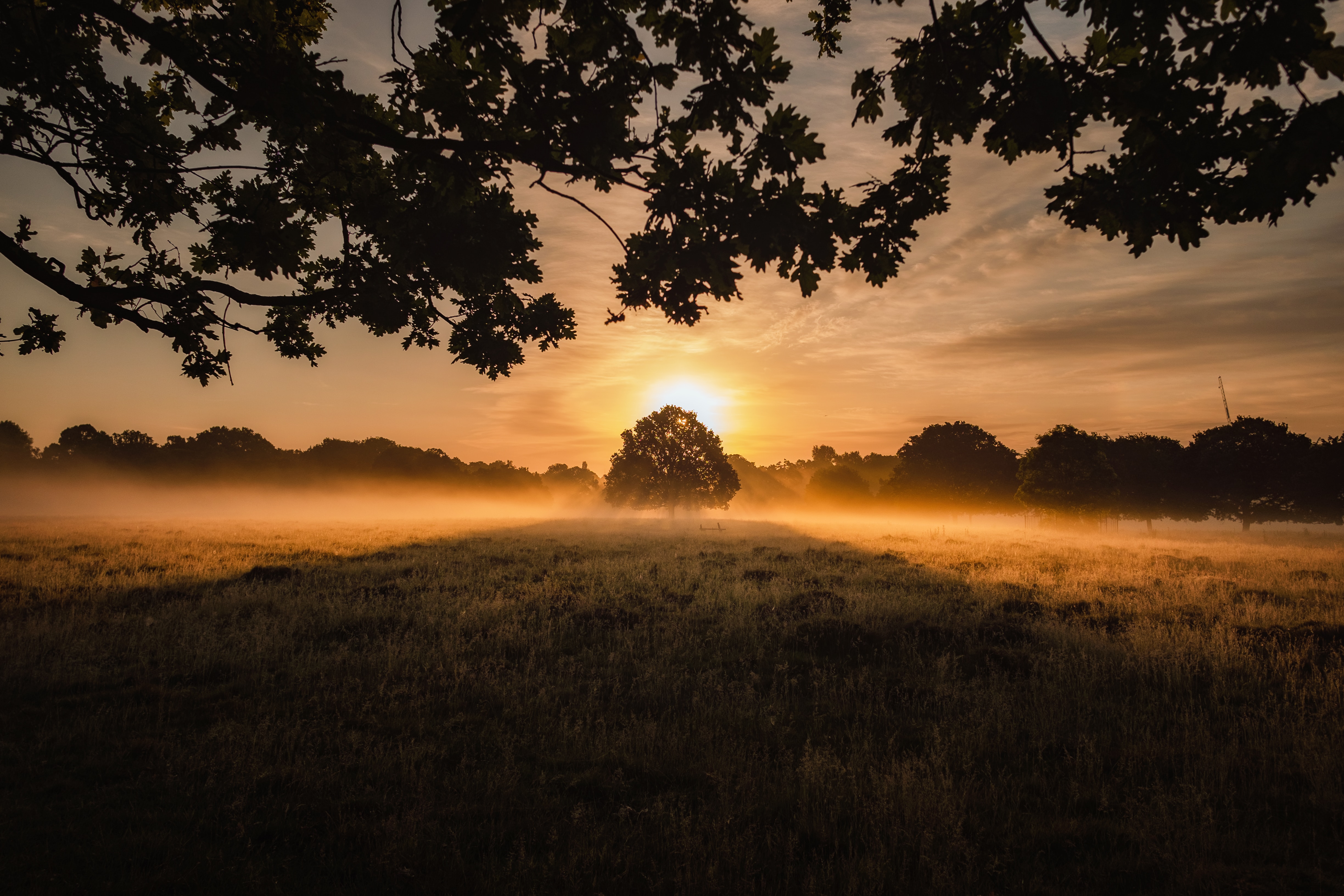 51436 download wallpaper landscape, nature, sunset, wood, tree, fog, lawn screensavers and pictures for free