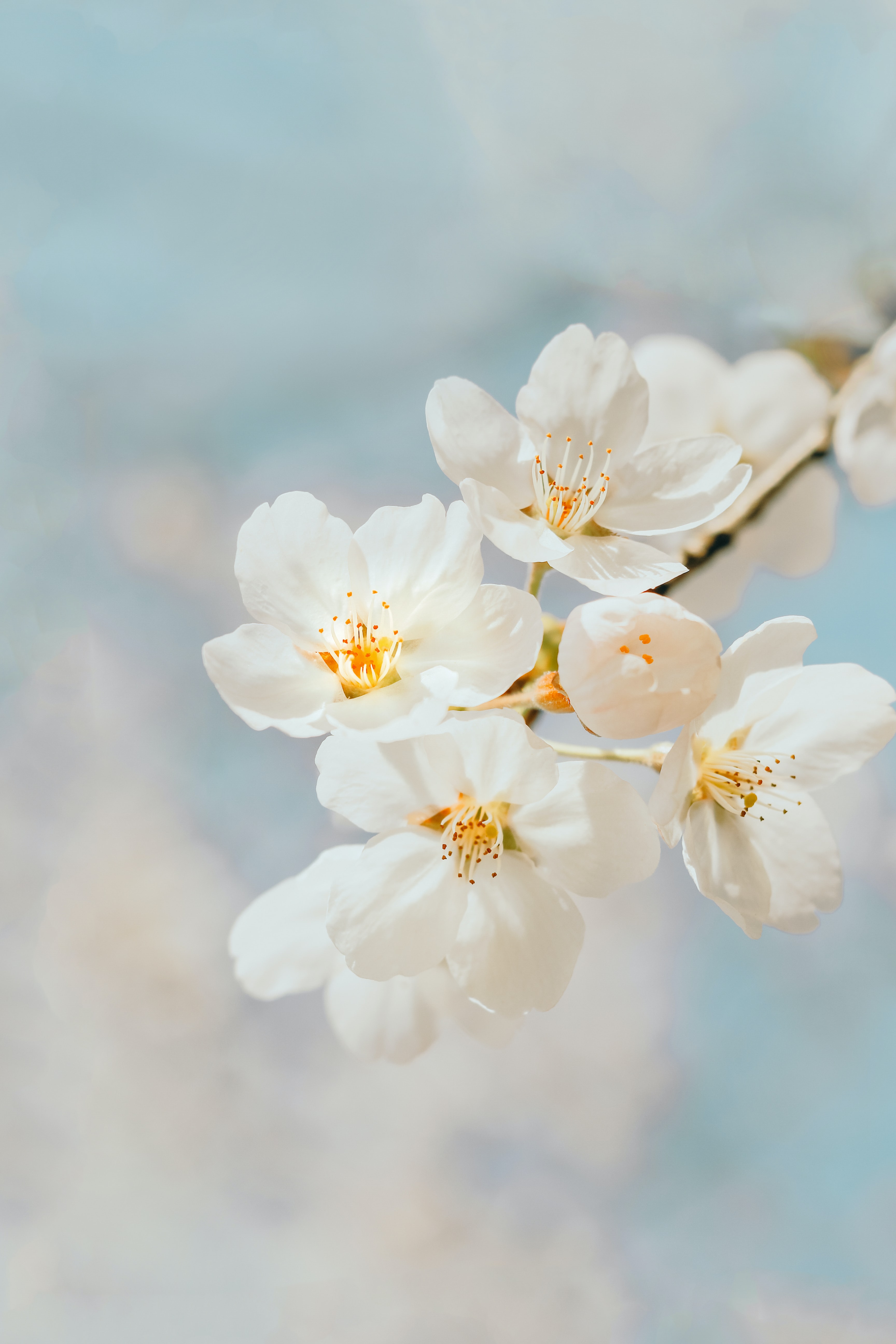 149209 free download White wallpapers for phone, macro, cherry, branch, flowers White images and screensavers for mobile