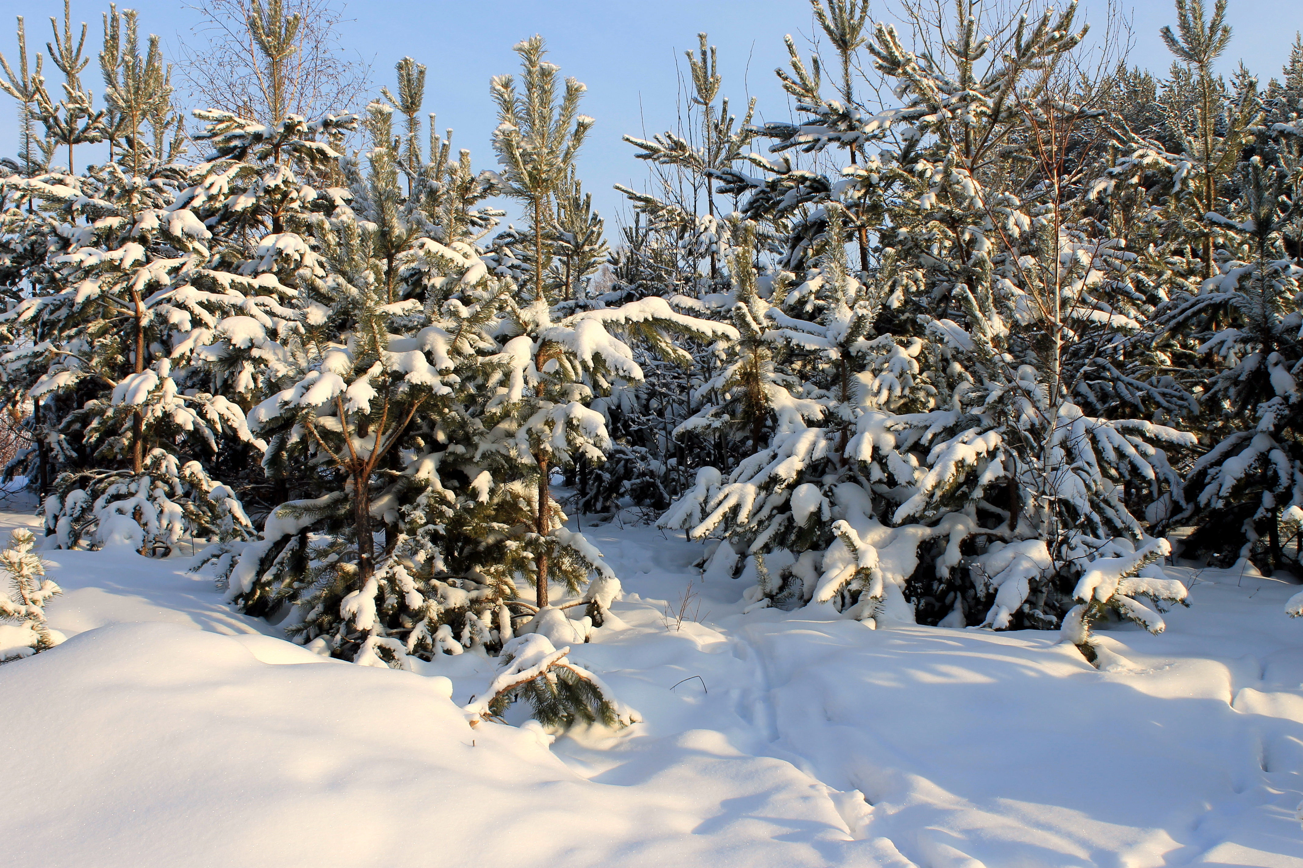 Елочки под снегом. Хвойные деревья зимой. Ель зимой. Елочка зимой. Елка зимой.