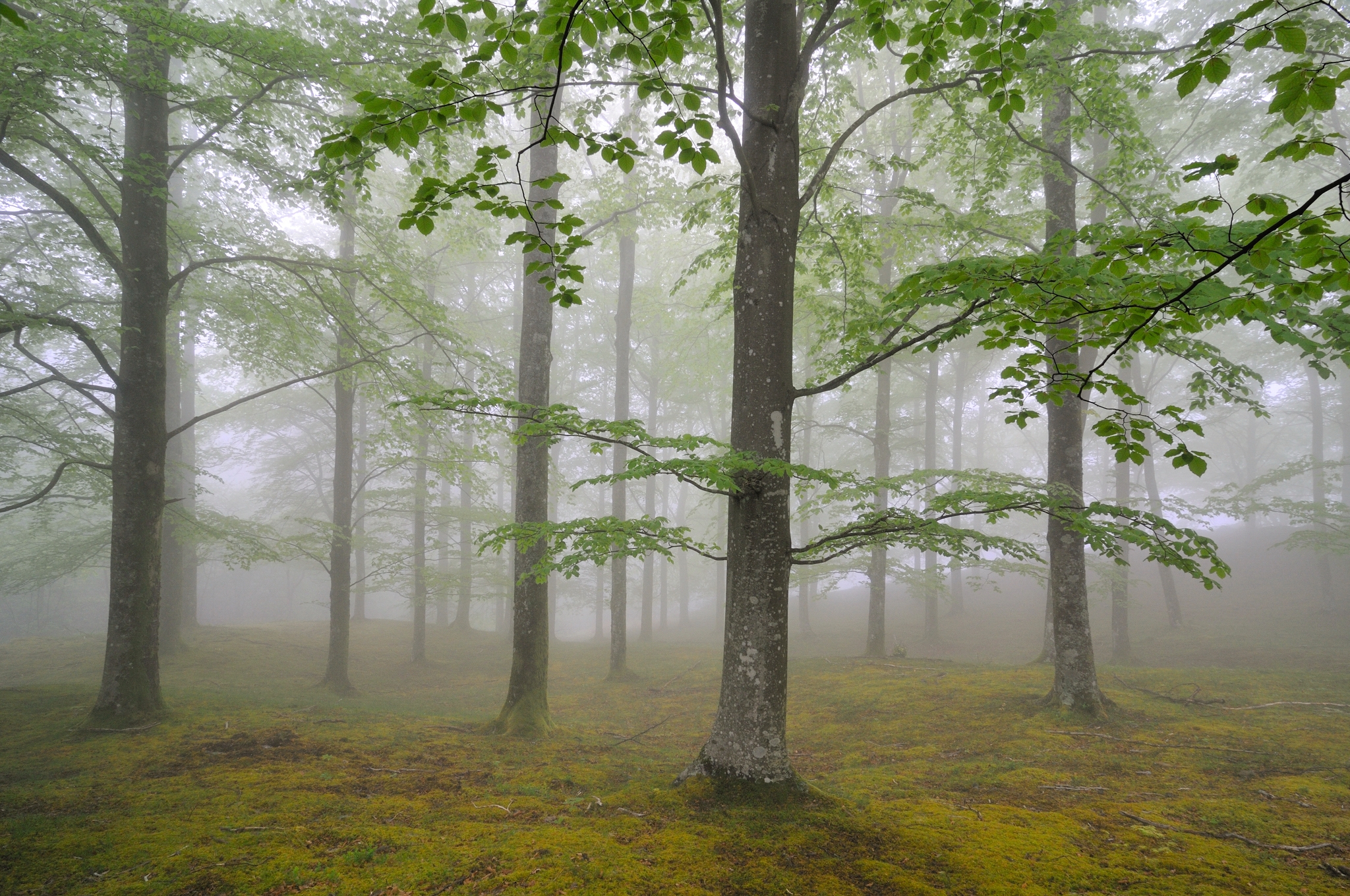 trees, nature, forest, fog, spring, may for android