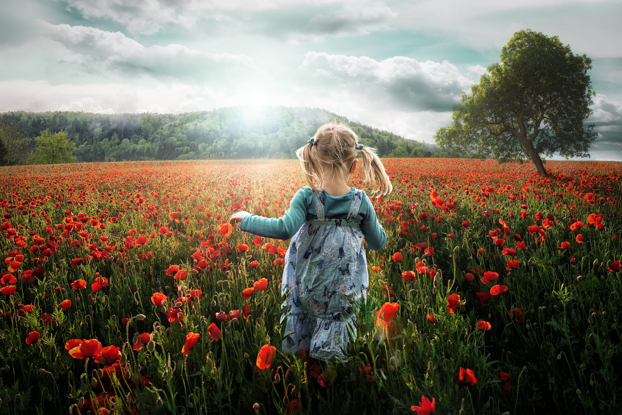 child, poppy, little girl, field download for free