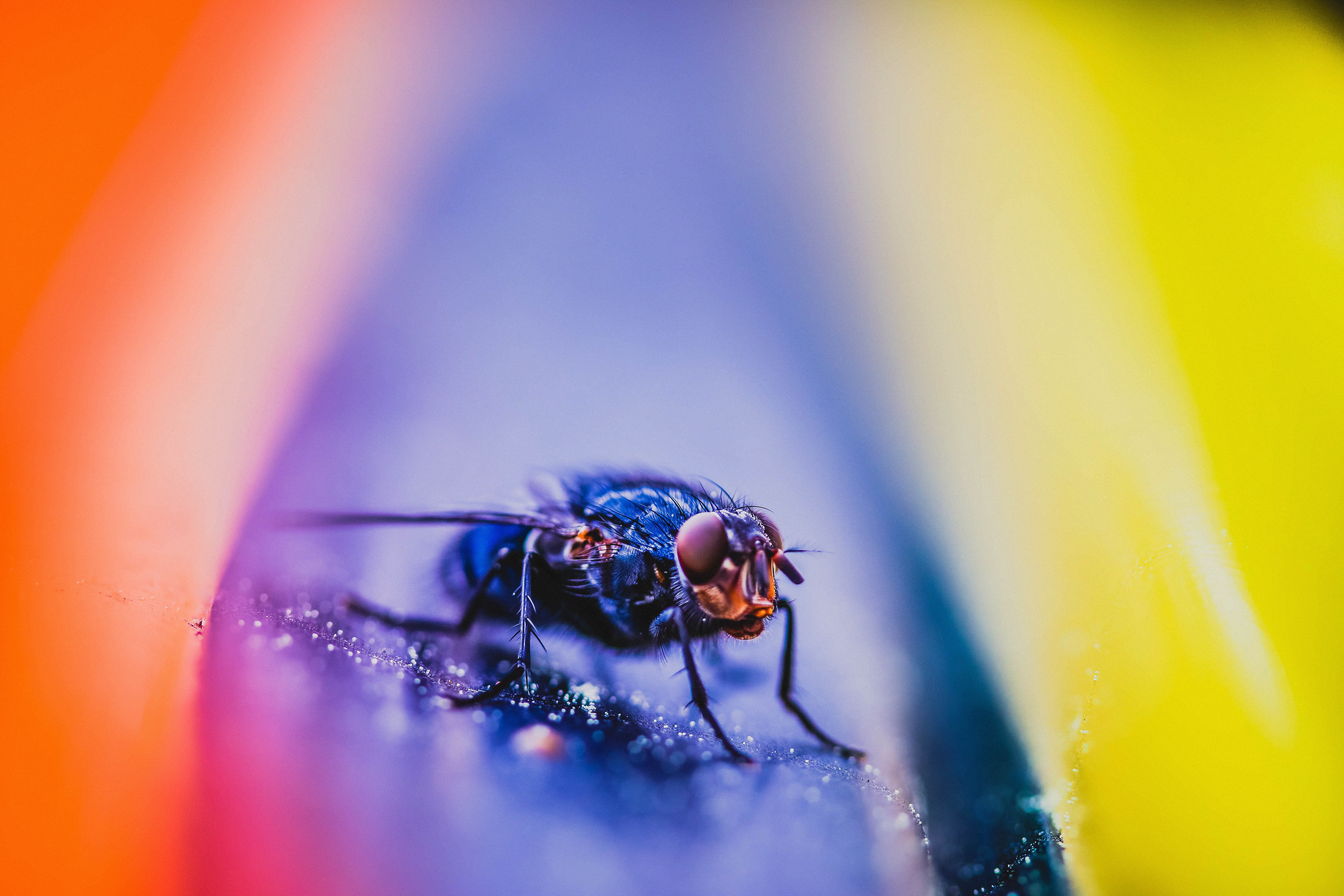 close up, macro, insect, fly wallpapers for tablet
