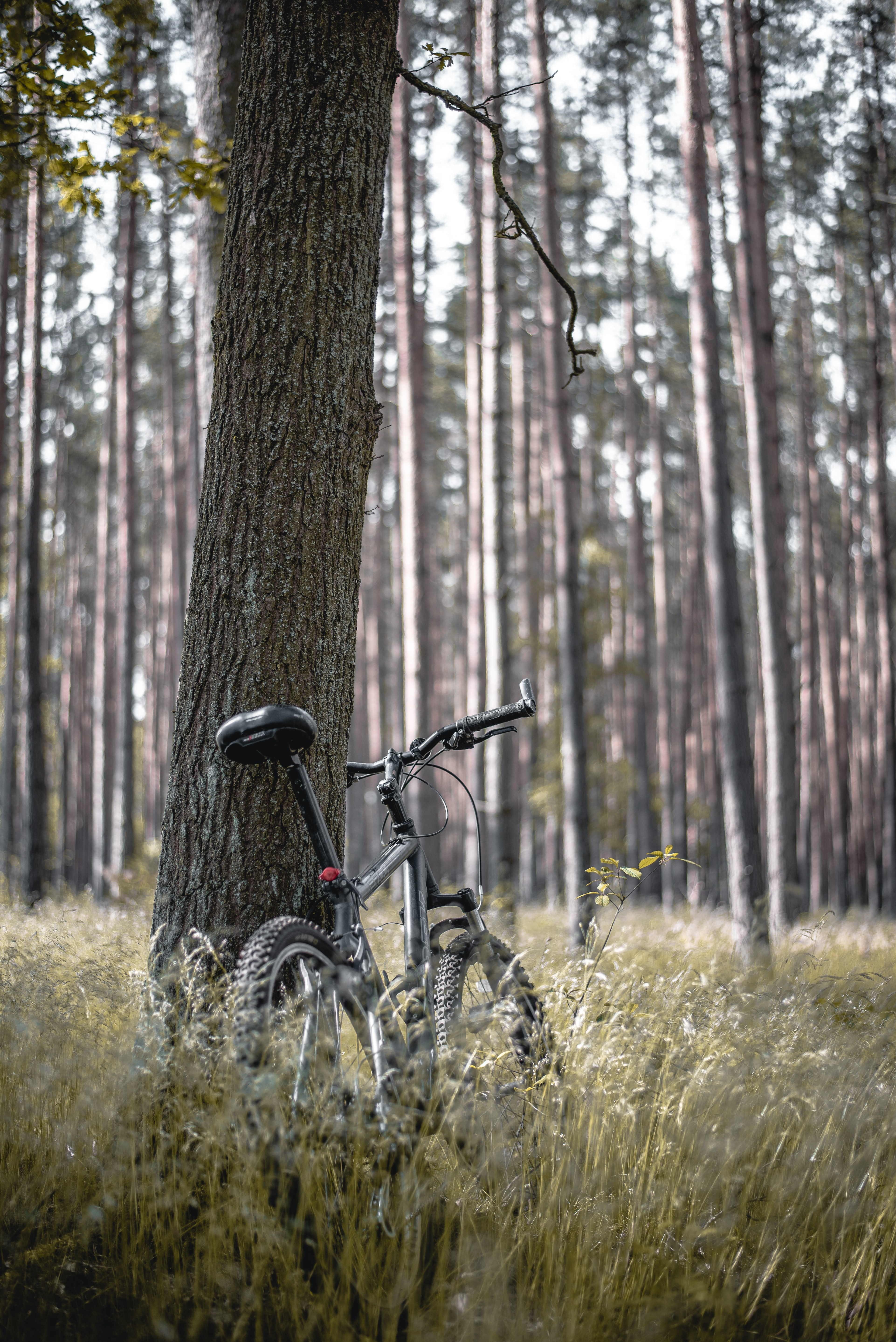 forest, bicycle, trees, stroll, miscellaneous, miscellanea phone background