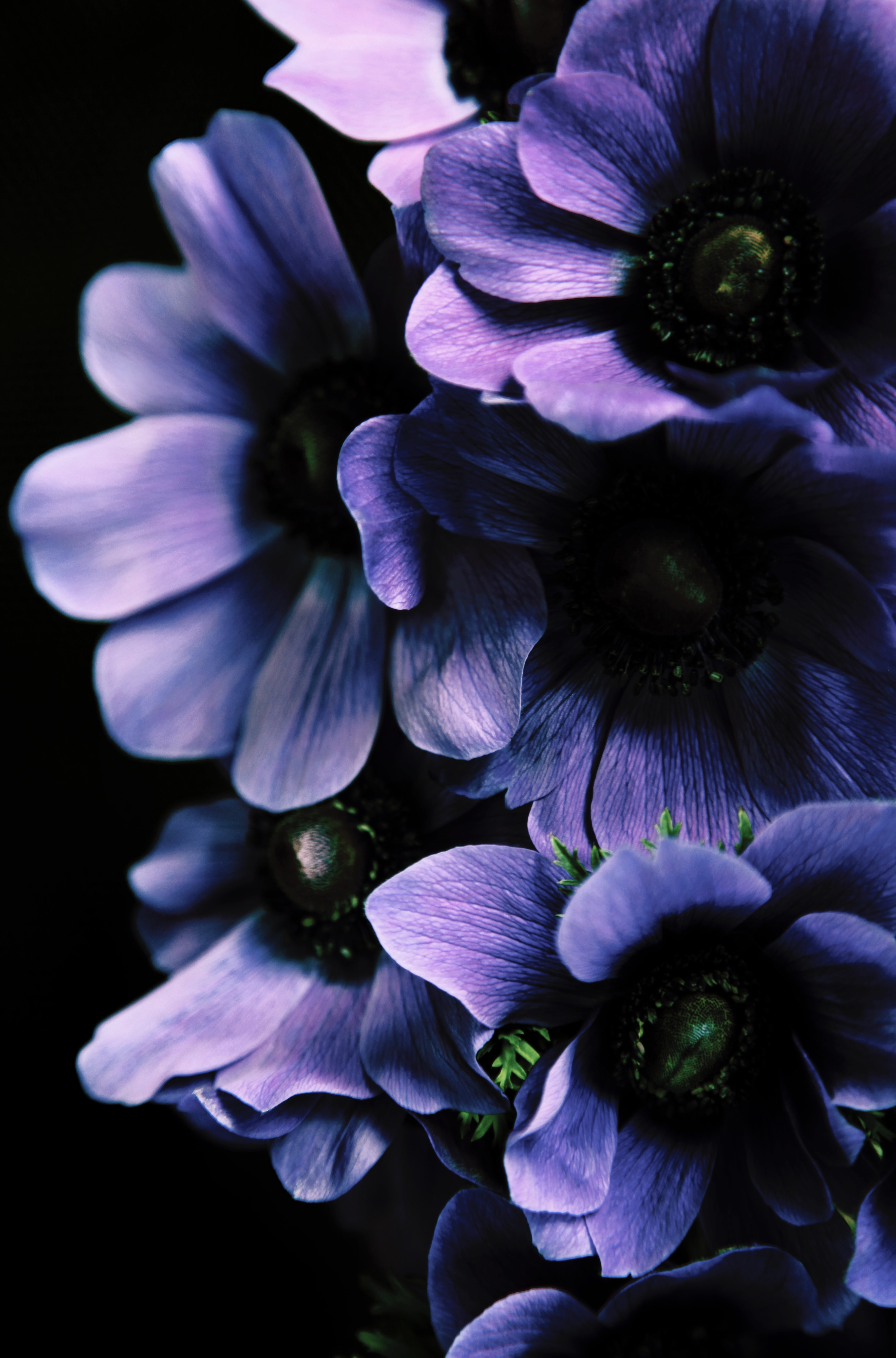 Purple petals, violet, leaves, flowers 8k Backgrounds