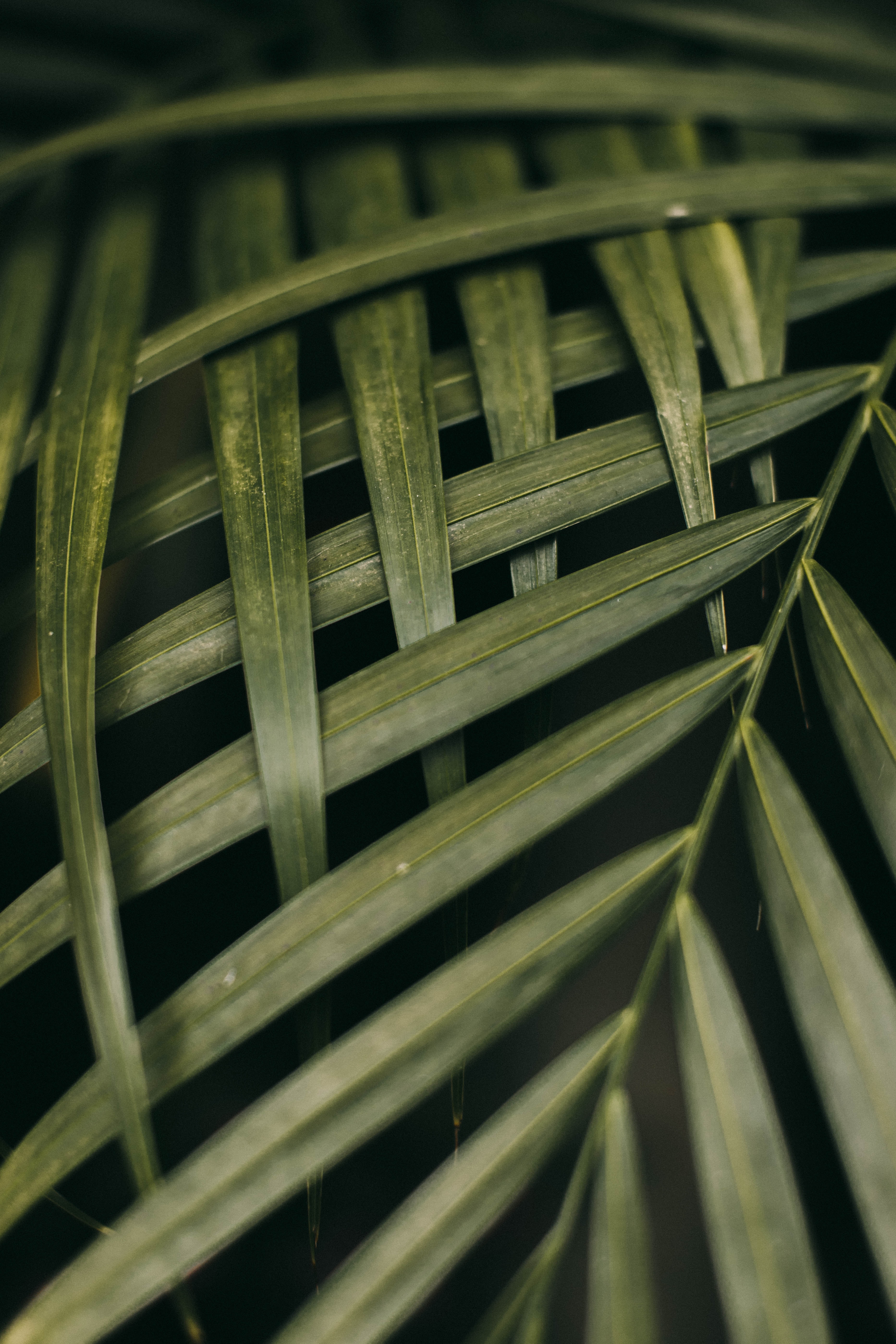 plant, leaves, macro, branches iphone wallpaper