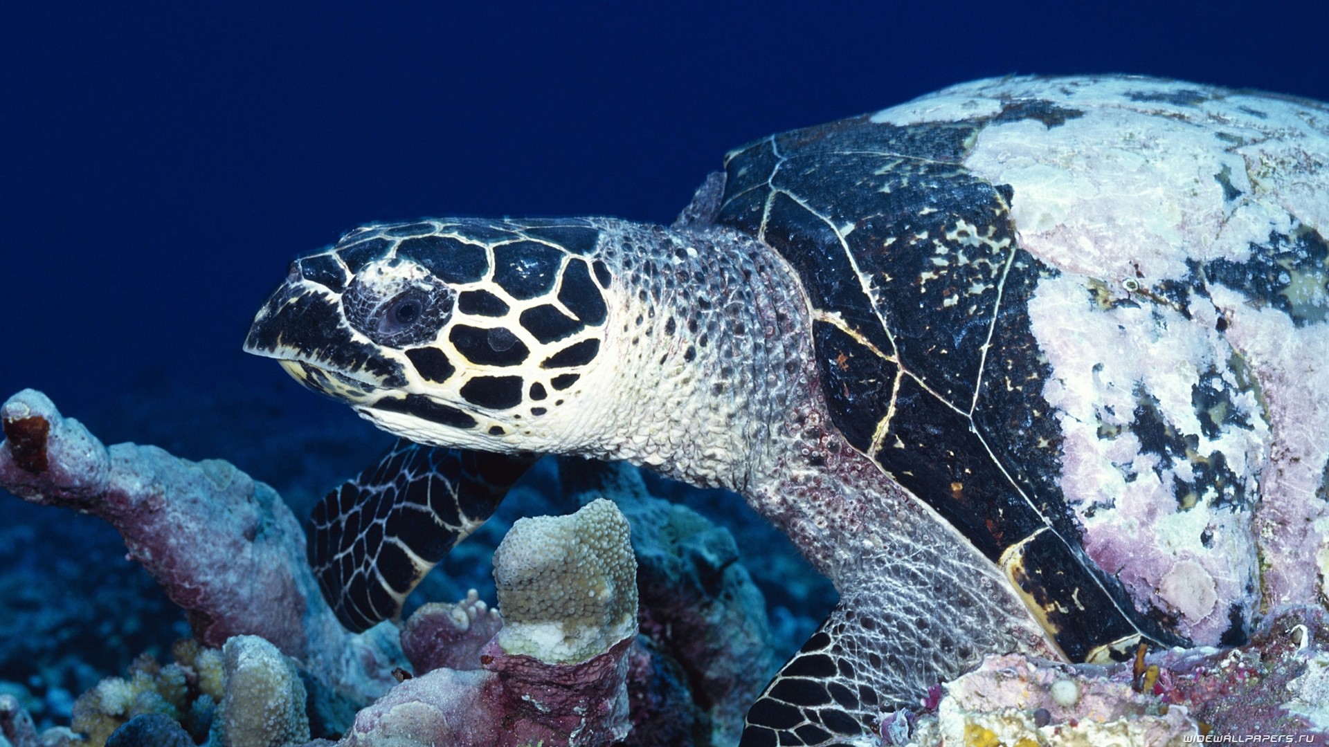 Хоксбильская морская черепаха