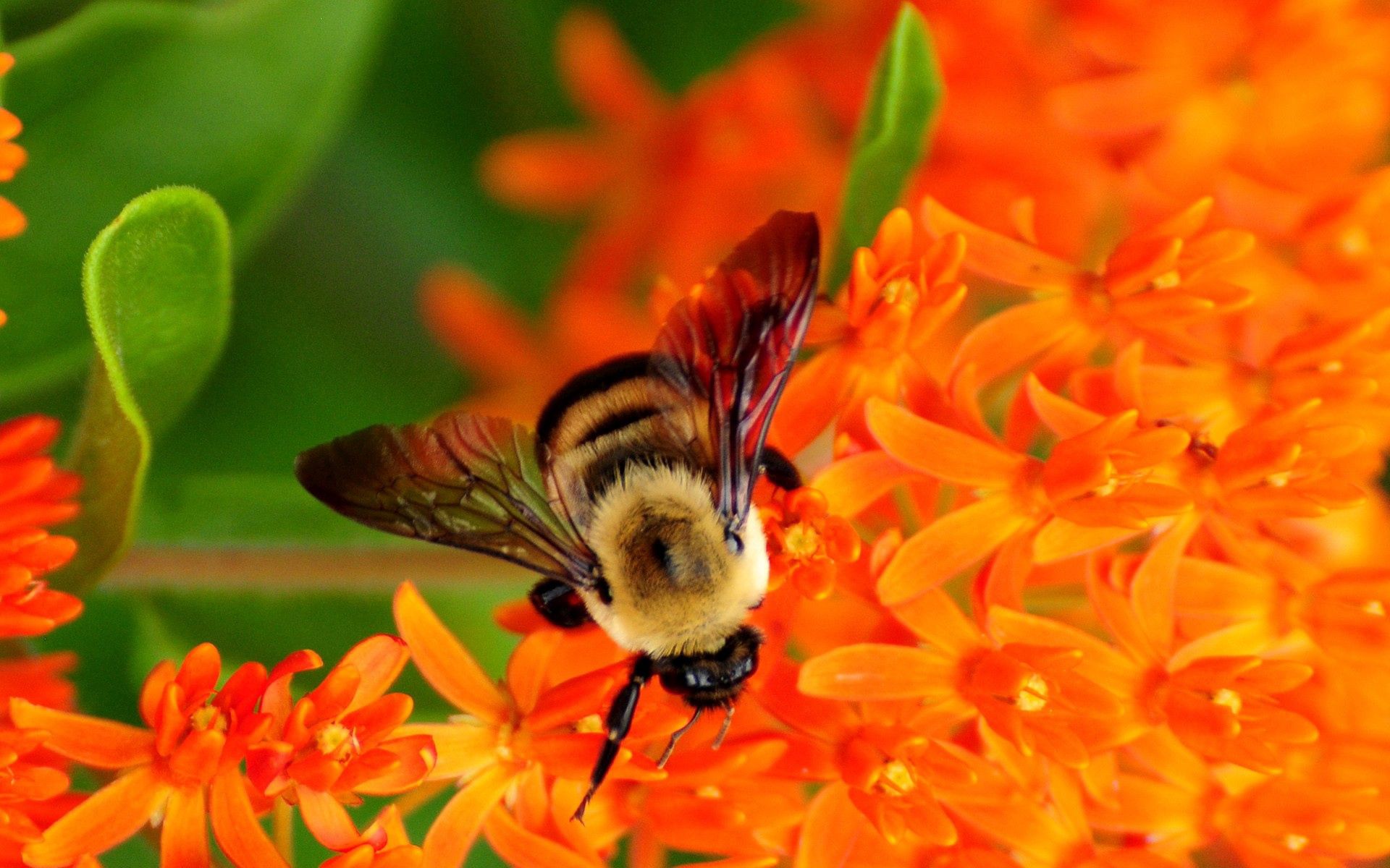 Laden Sie das Blume, Makro, Biene, Bestäubung-Bild kostenlos auf Ihren PC-Desktop herunter