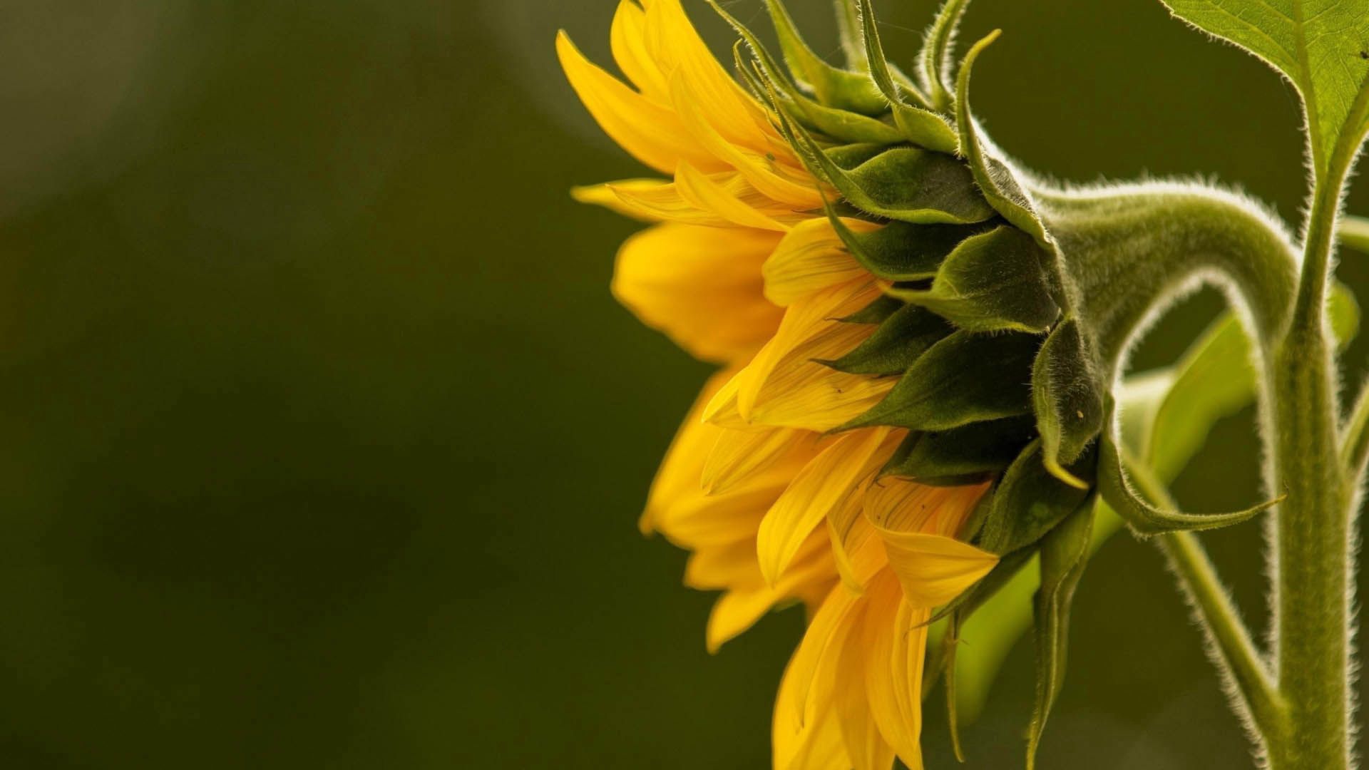Laden Sie das Blume, Pflanze, Makro, Blütenblätter-Bild kostenlos auf Ihren PC-Desktop herunter