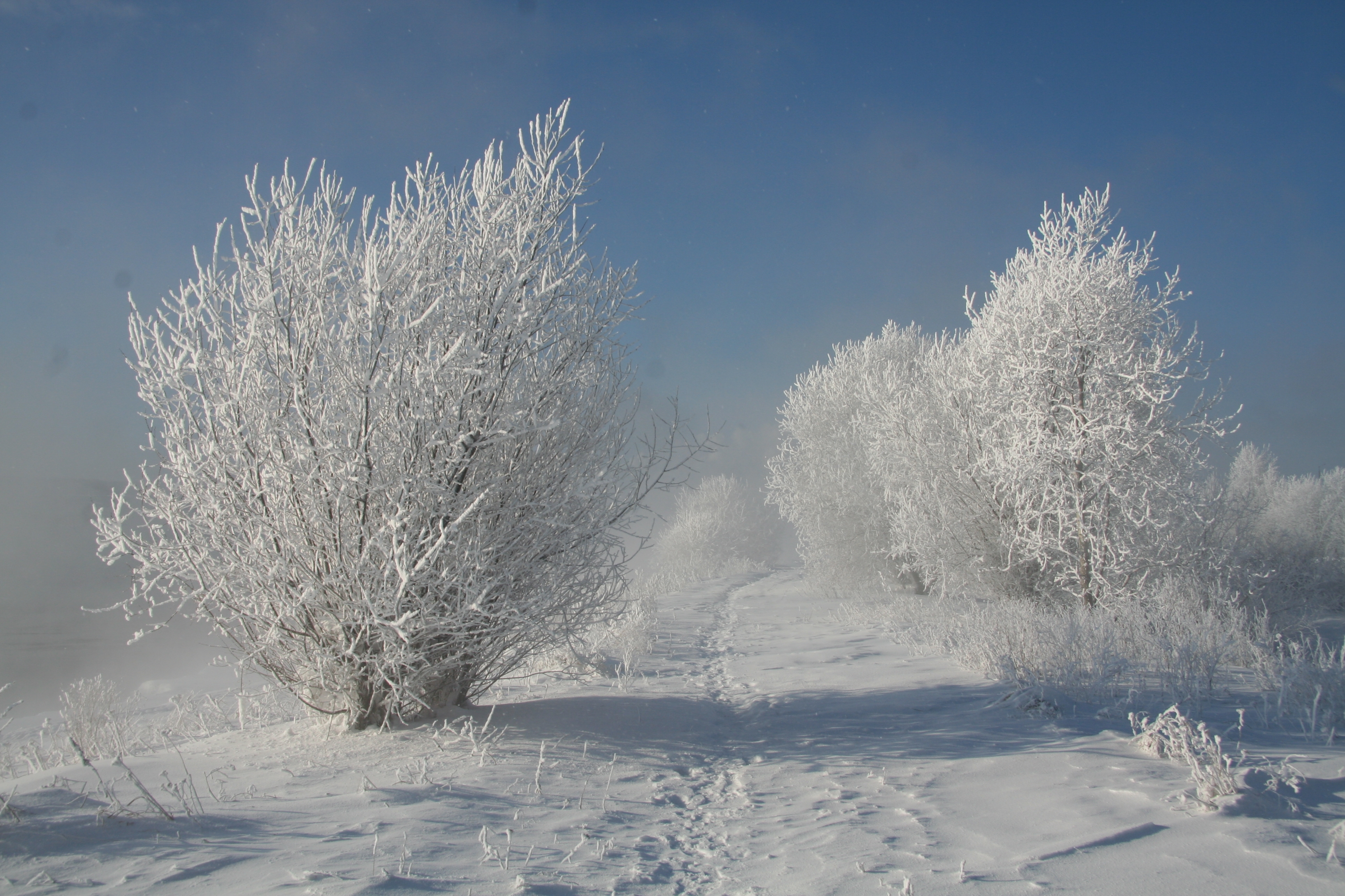105141 Hintergrundbilder und Schneewittchen Bilder auf dem Desktop. Laden Sie frost, bush, rauhreif, natur Bildschirmschoner kostenlos auf den PC herunter