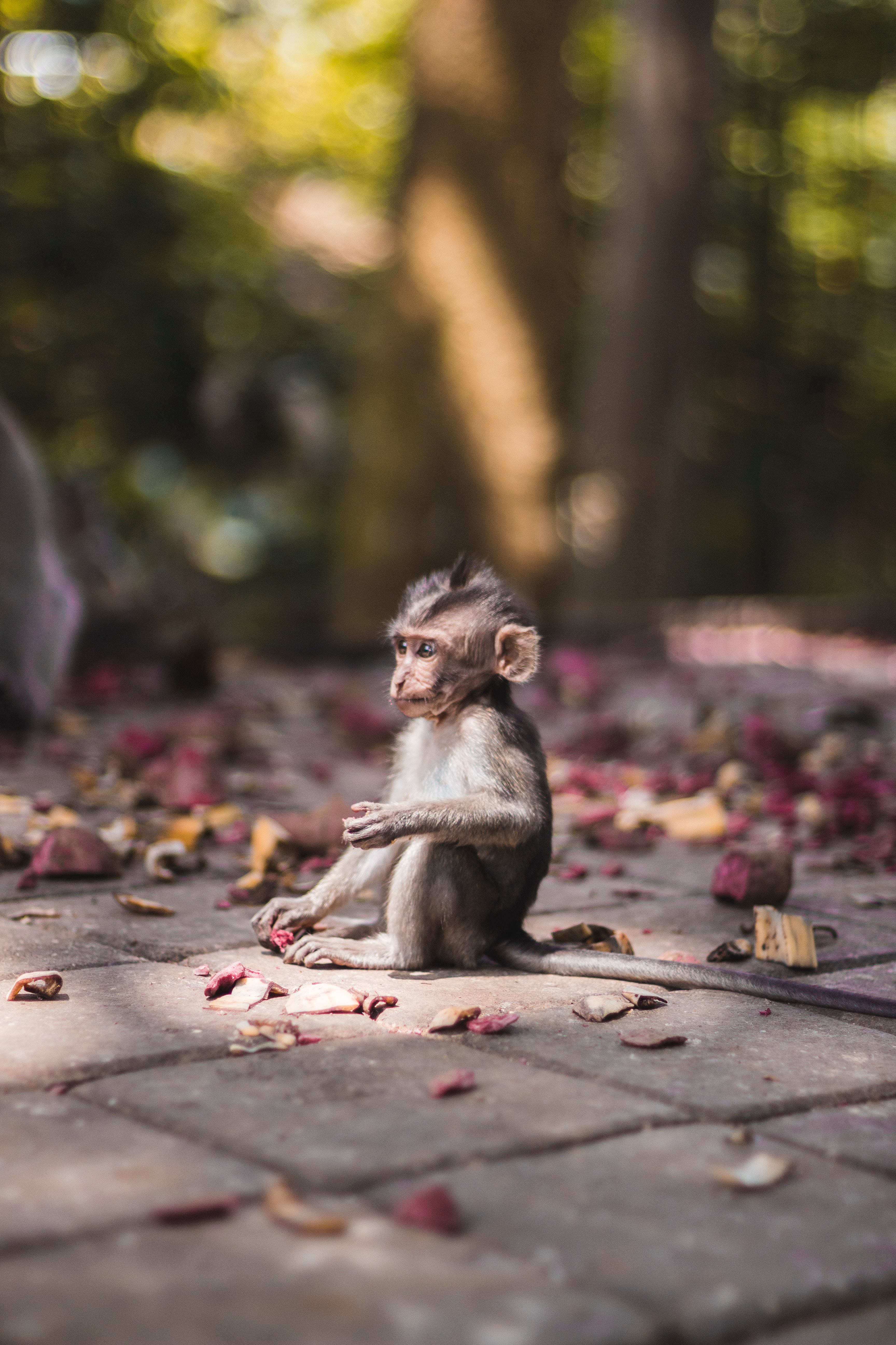 69926 Screensavers and Wallpapers Is Sitting for phone. Download animals, young, monkey, is sitting, sits, joey, marmoset pictures for free