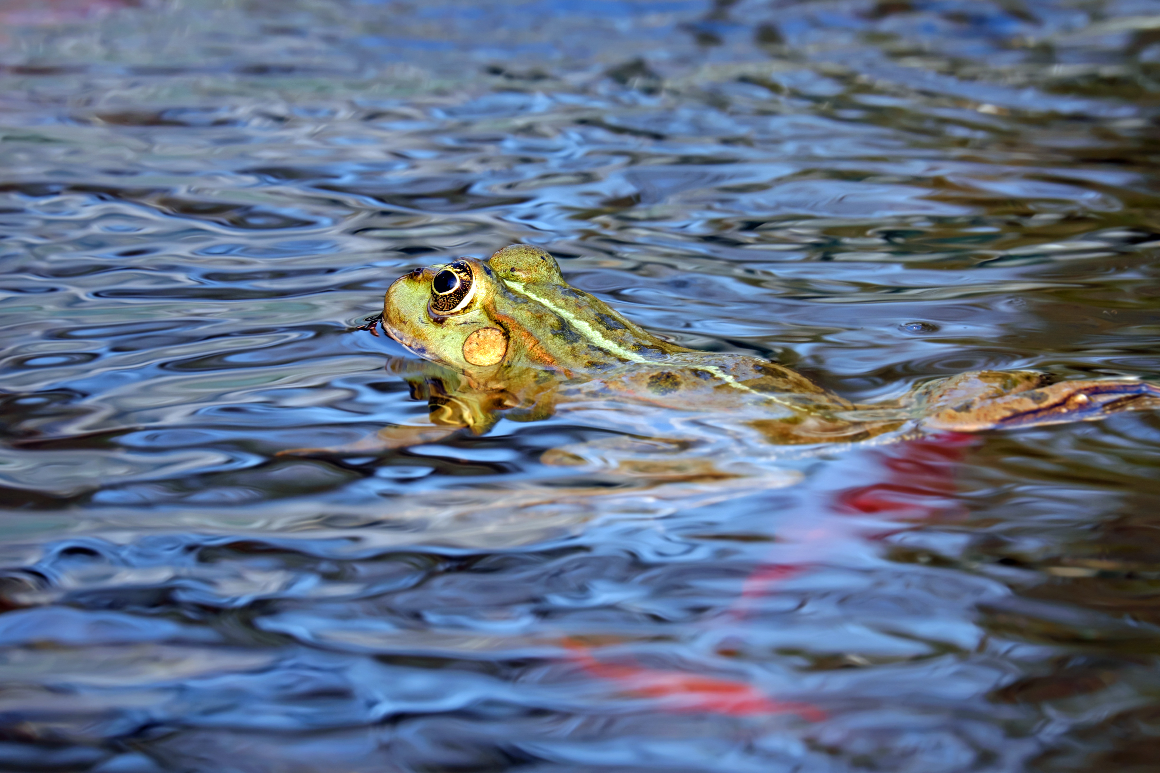 Cool HD Wallpaper frog, animals, to swim, water