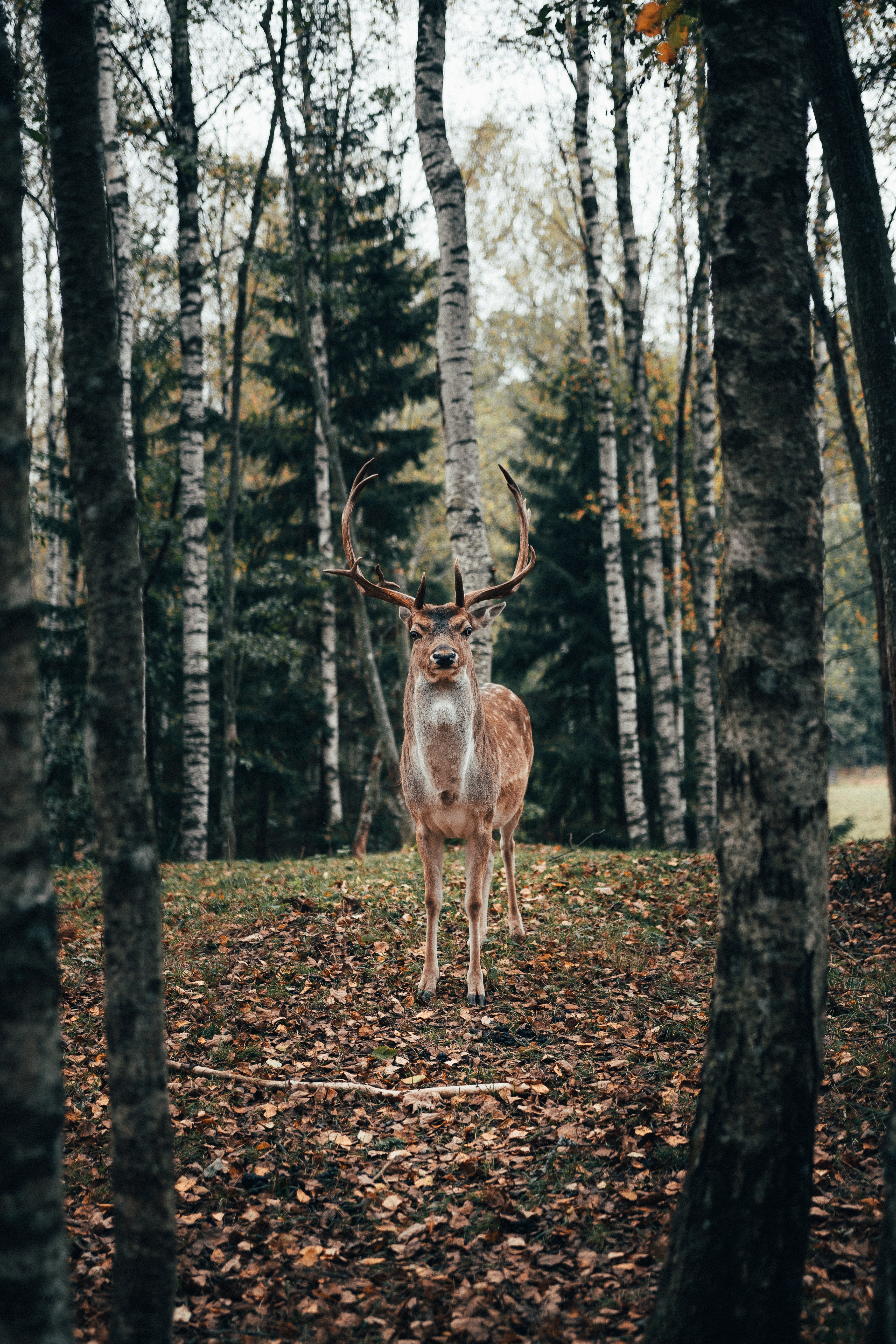 deer, animals, trees, forest, animal, horns