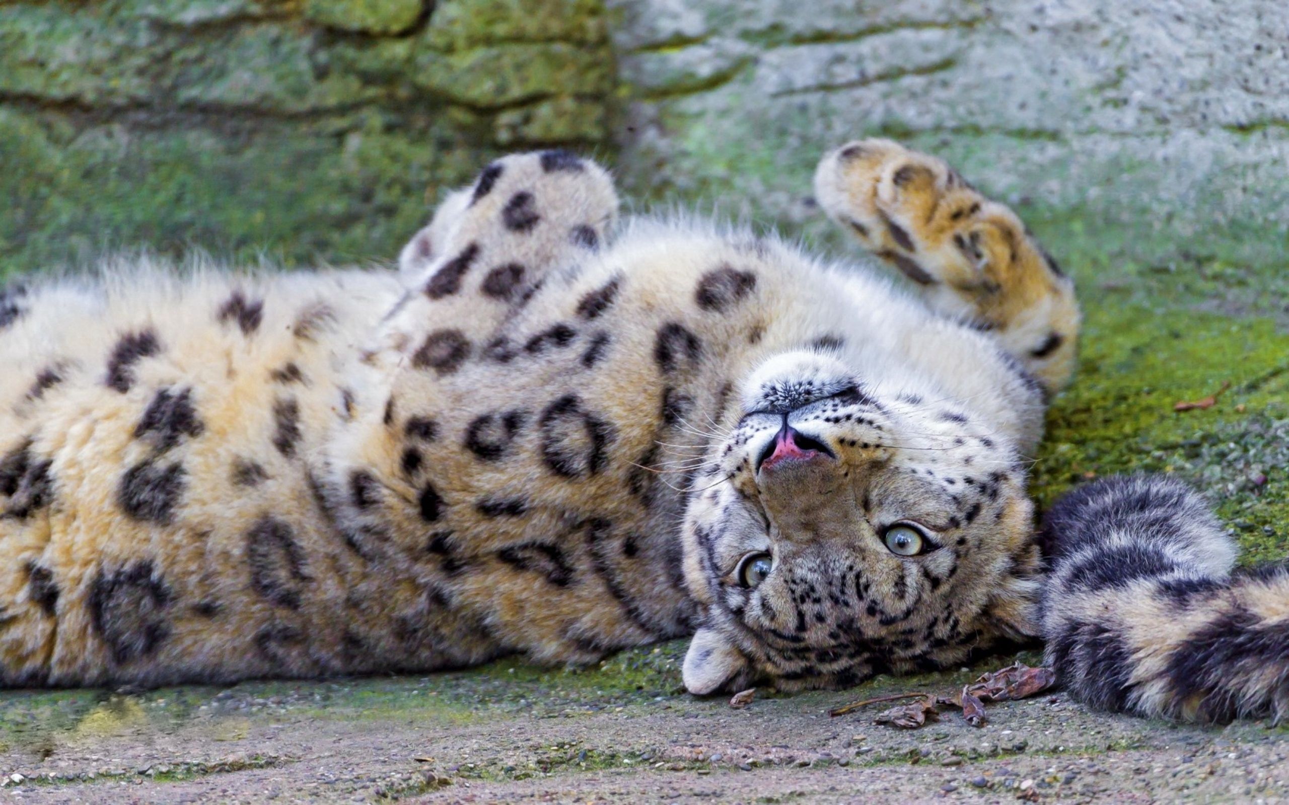 120449 download wallpaper animals, cheetah, to lie down, lie, muzzle, predator screensavers and pictures for free