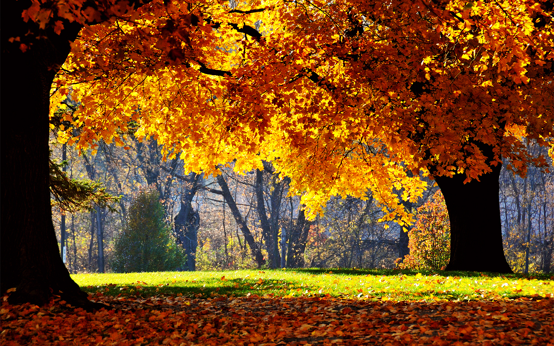 15492 Заставки и Обои Осень на телефон. Скачать пейзаж, деревья картинки бесплатно