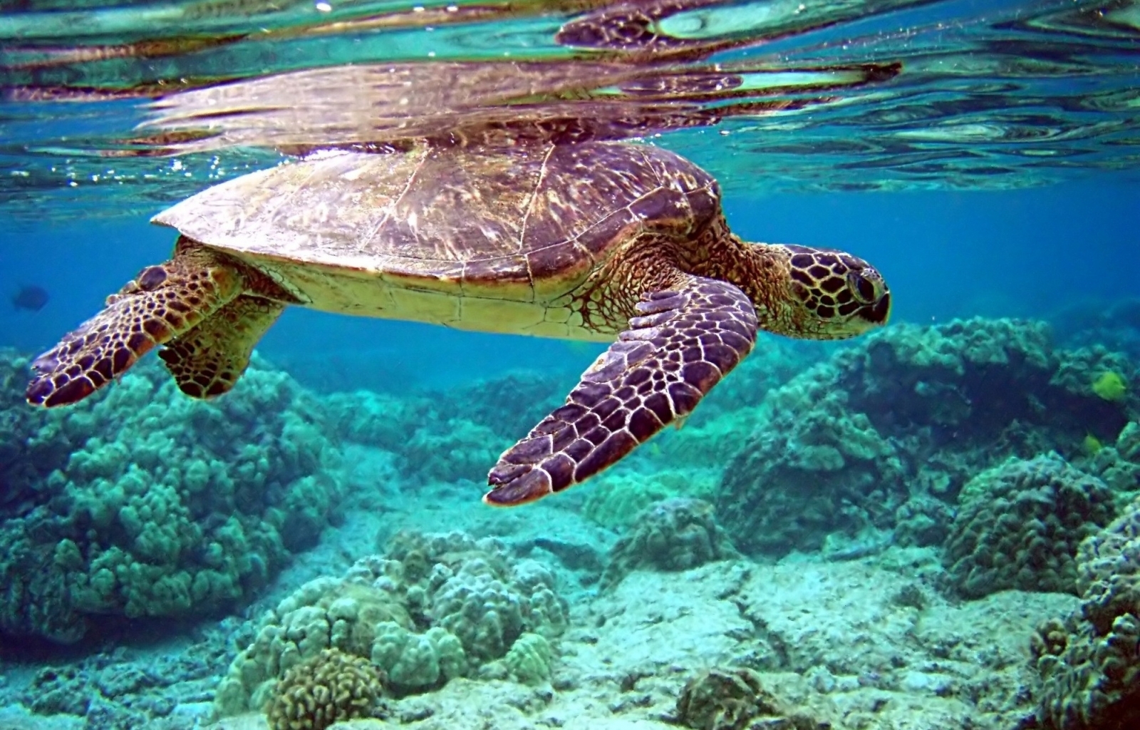 23454 Hintergrundbild herunterladen tiere, turtles, sea - Bildschirmschoner und Bilder kostenlos