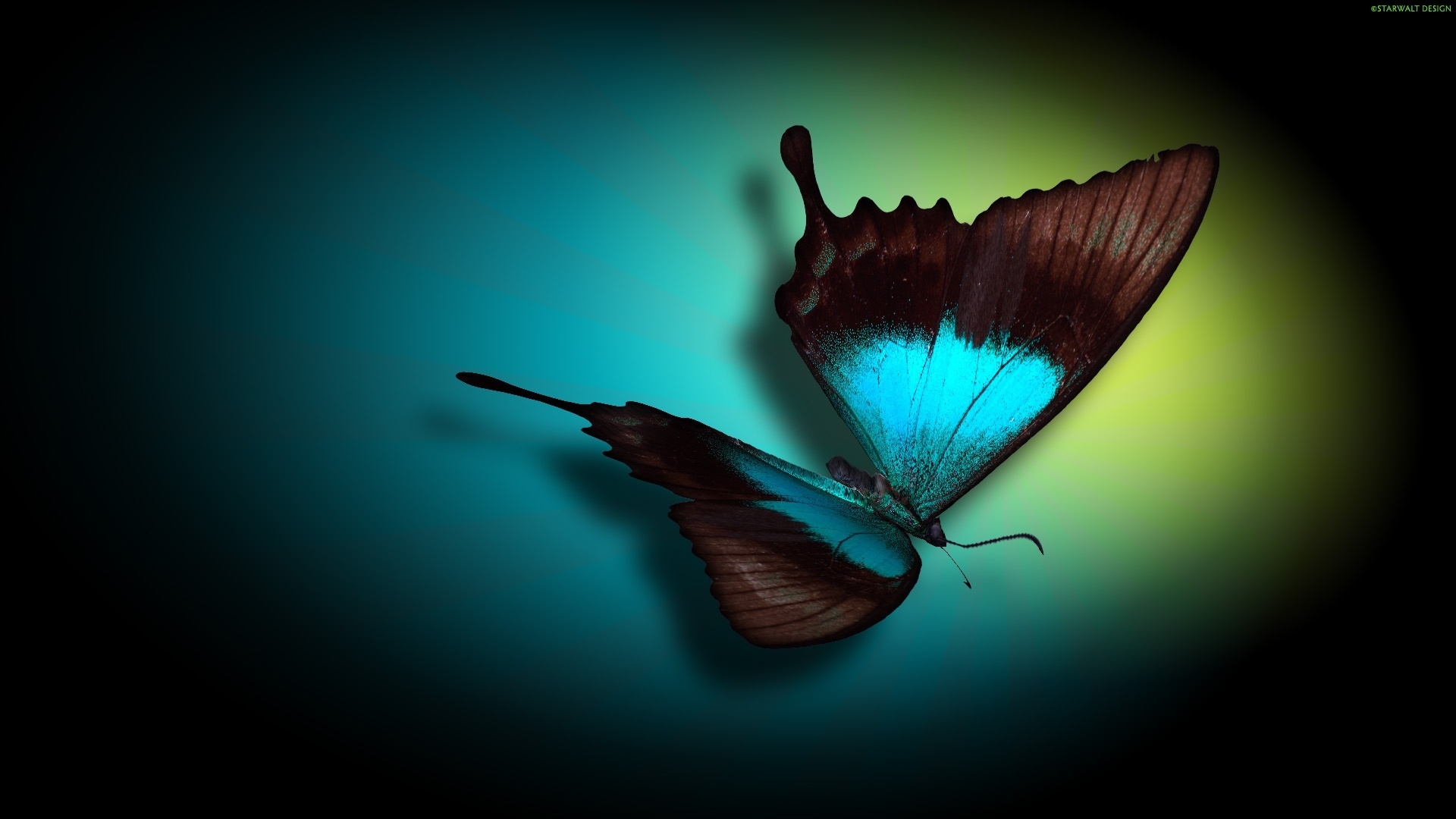 butterflies, insects, pictures Full HD