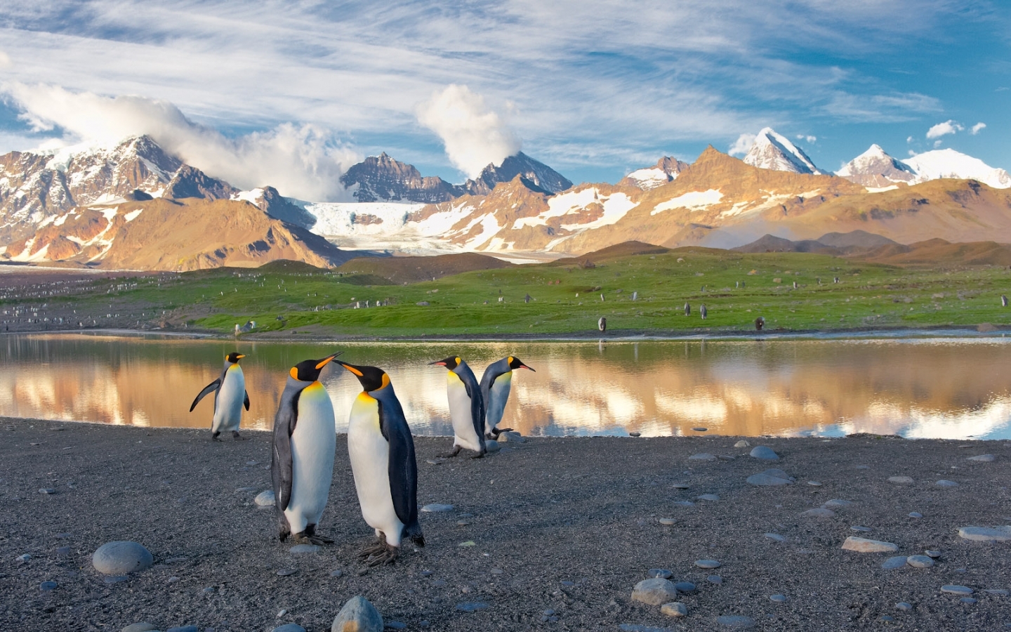 30934 Bild herunterladen tiere, vögel, pinguins - Hintergrundbilder und Bildschirmschoner kostenlos