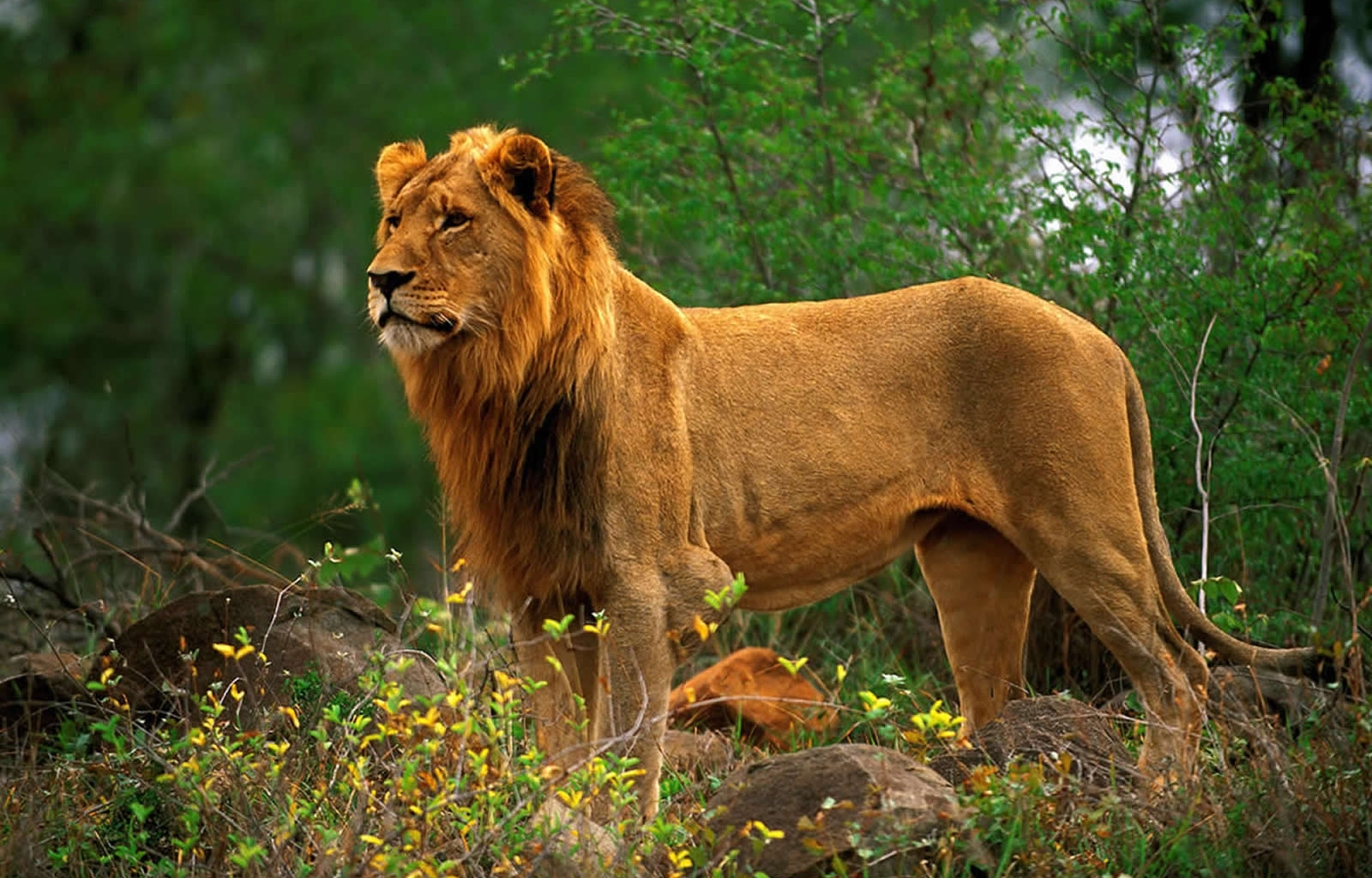 4285 Bild herunterladen tiere, lions, orange - Hintergrundbilder und Bildschirmschoner kostenlos