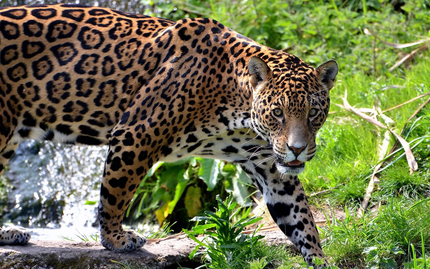jaguar, animals, grass, predator, big cat, climb