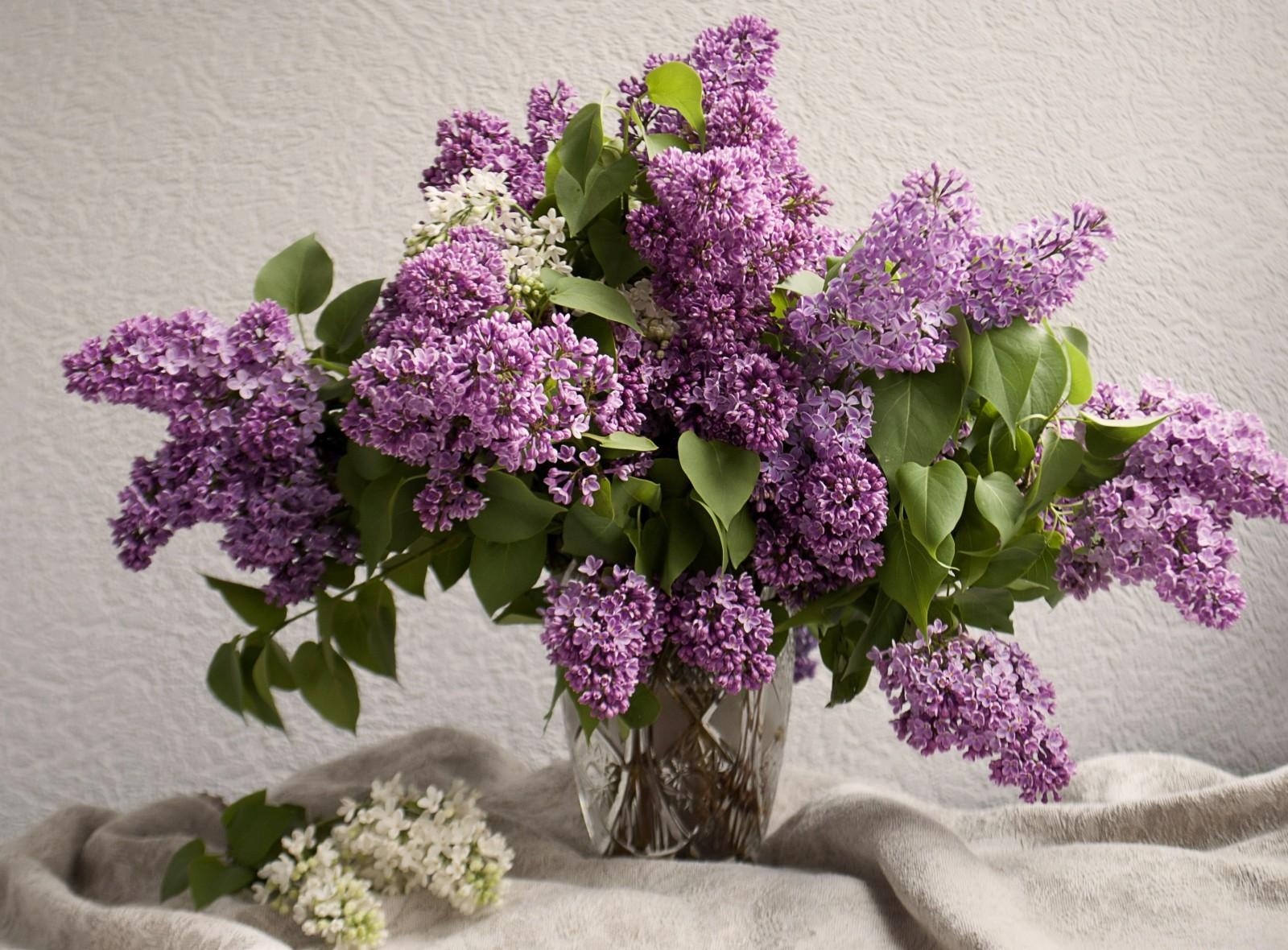 Laden Sie das Blumen, Lilac, Strauß, Bouquet, Vase, Frühling, Stimmung-Bild kostenlos auf Ihren PC-Desktop herunter