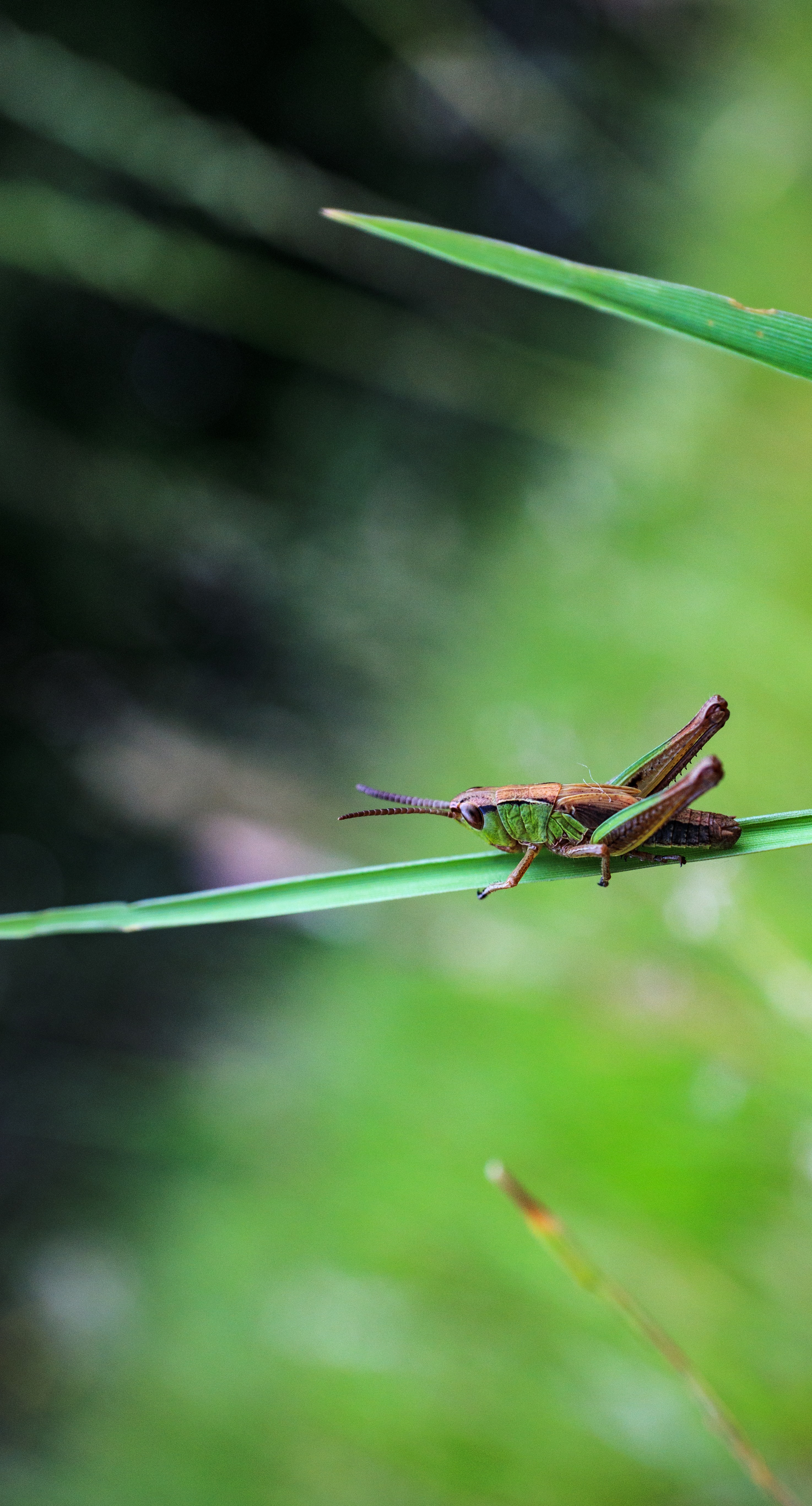 grasshopper, animals, macro, blur, insect download HD wallpaper