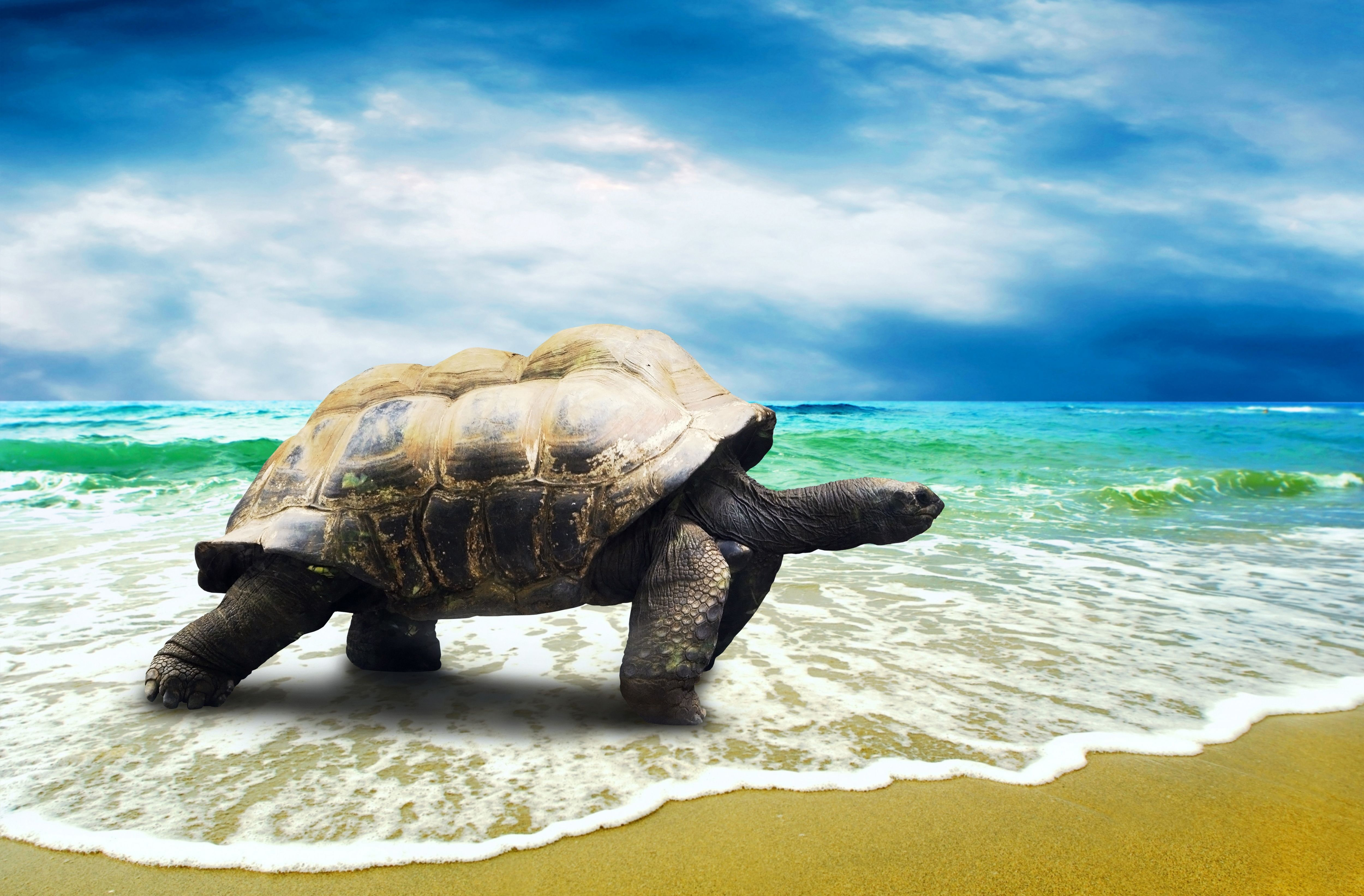 tortoise, turtles, animal images