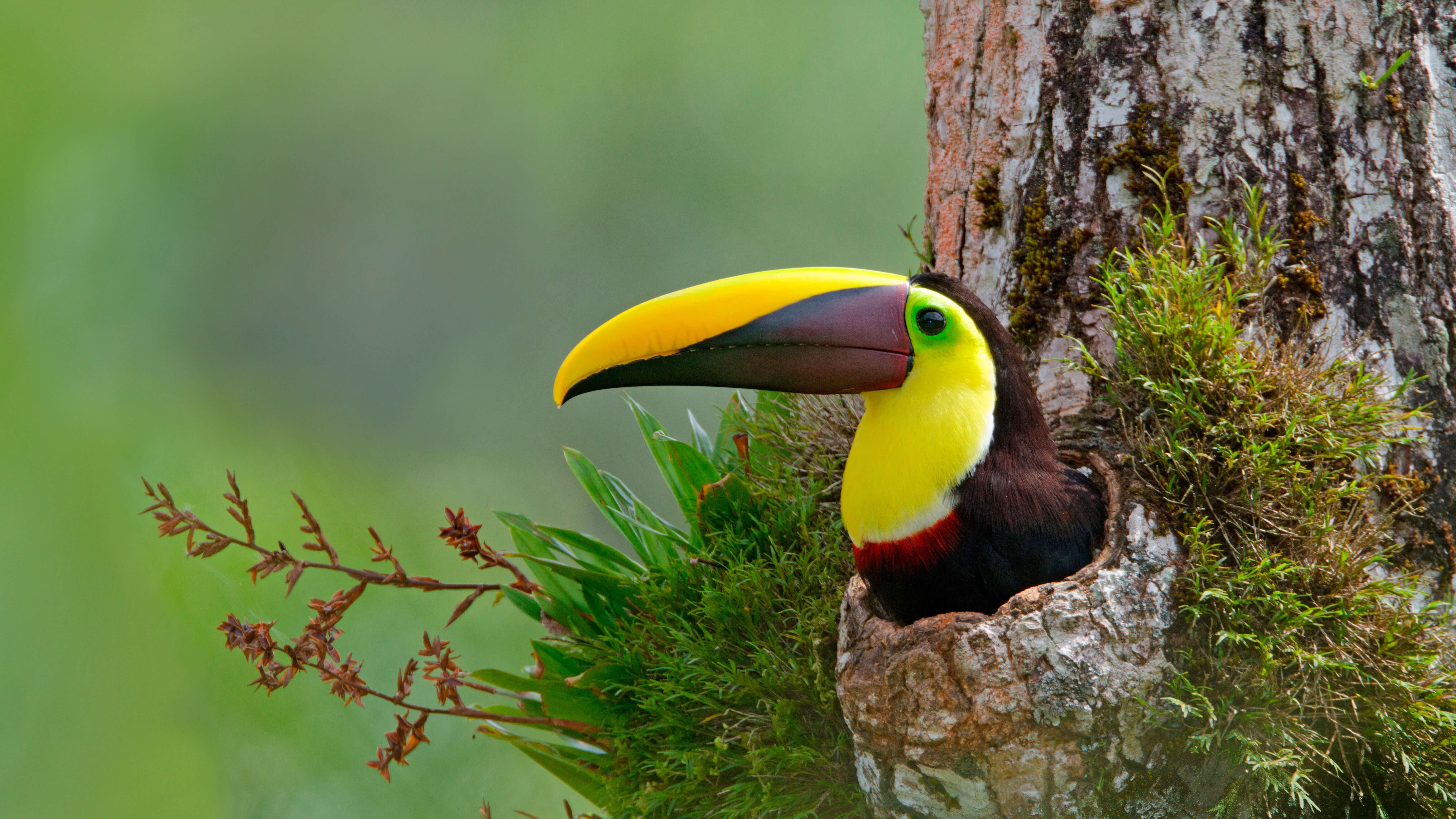 animal, toucan, beak, bird, trunk, birds Full HD
