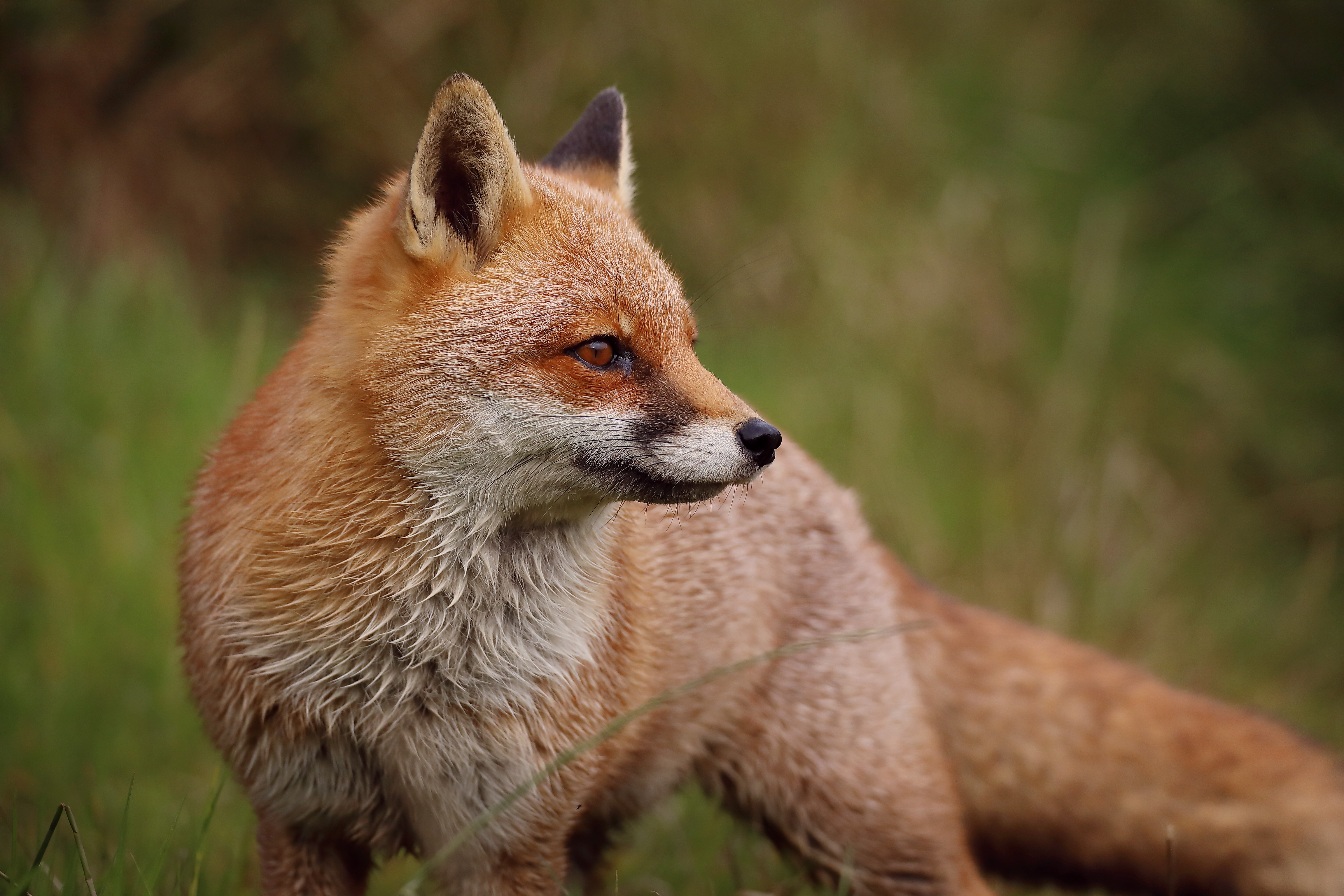 150544 download wallpaper fox, animals, predator, animal, profile screensavers and pictures for free