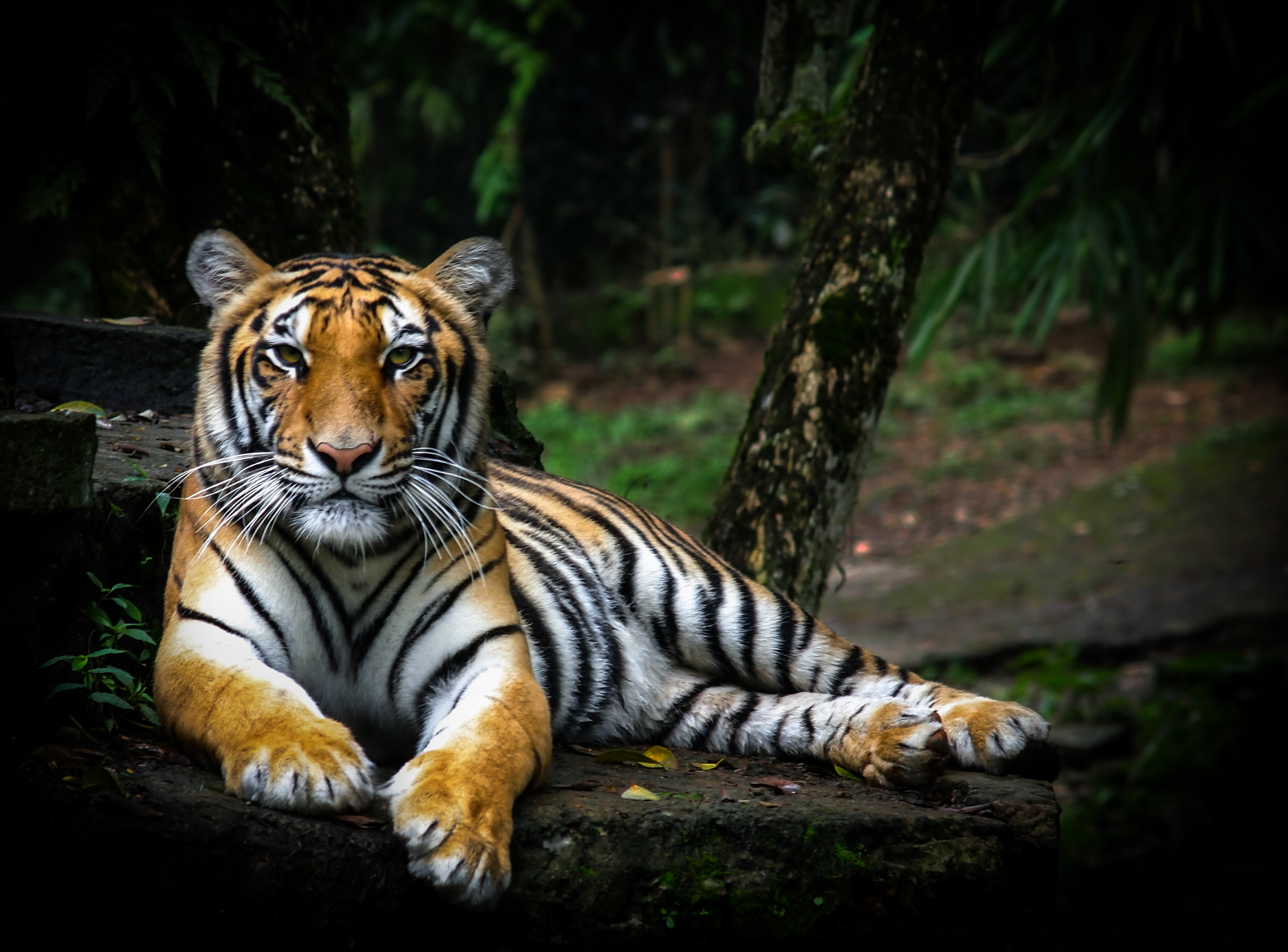 wildlife, big cat, tiger, predator Free HD pic