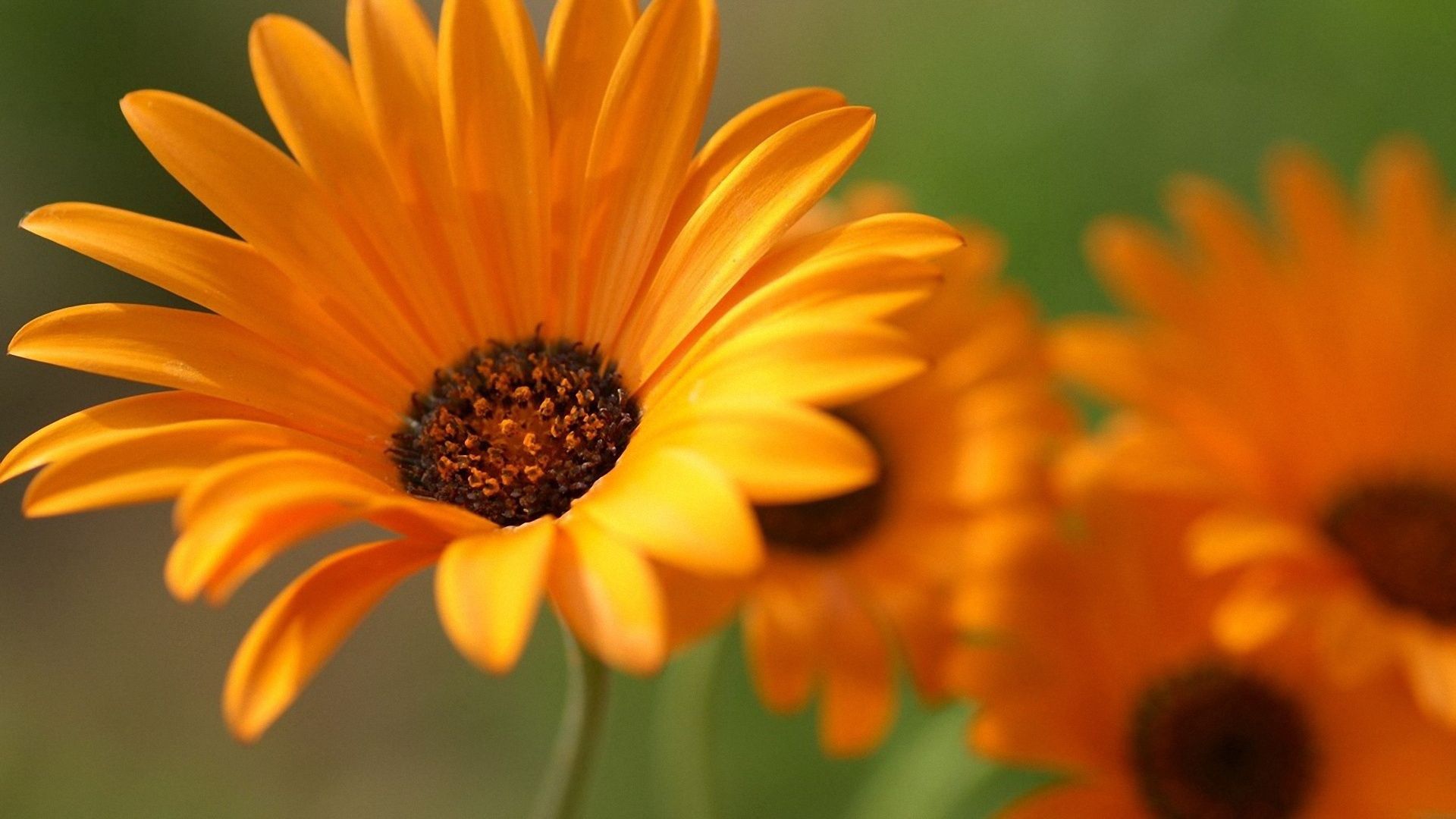 close-up, orange, flowers Free HD pic