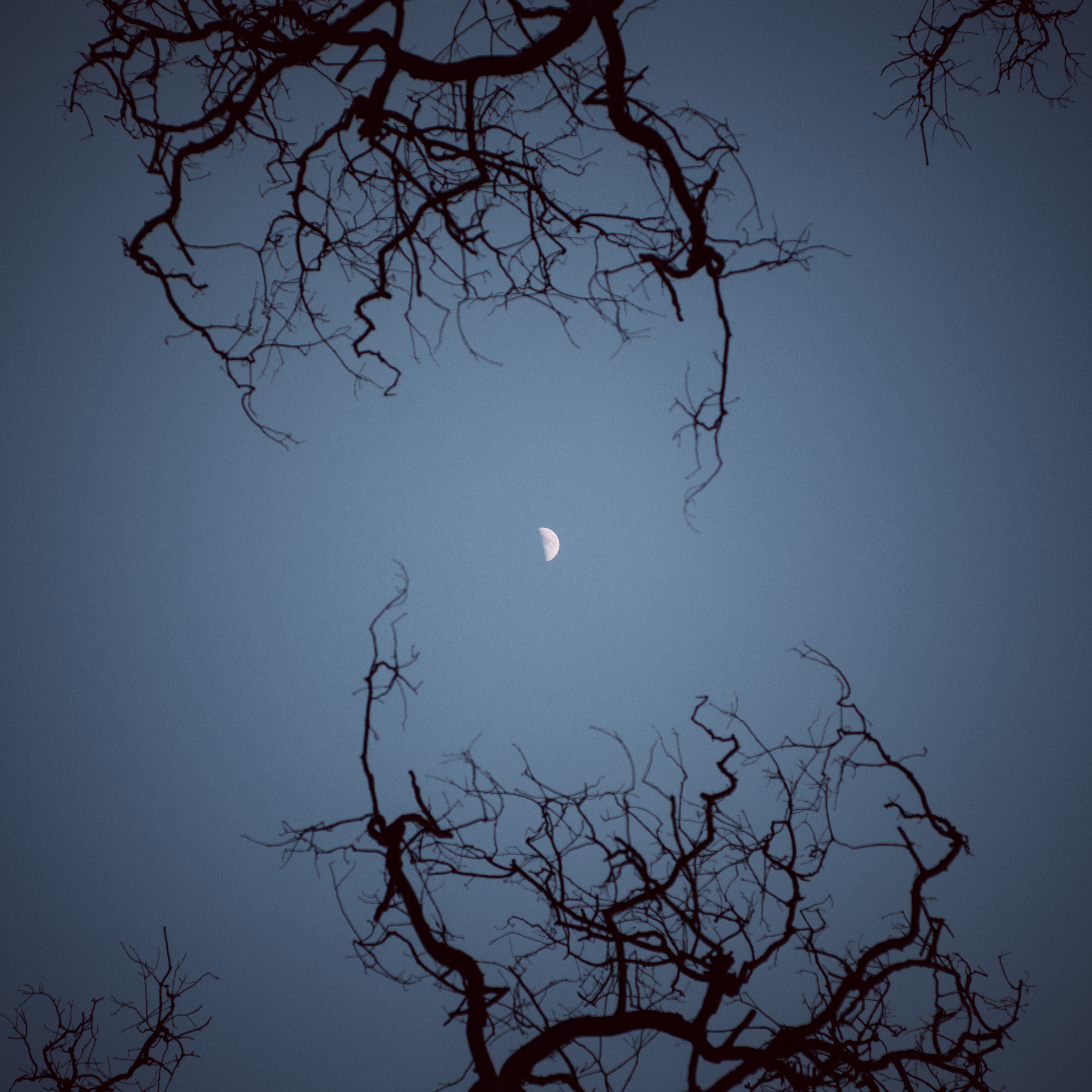 moon, nature, sky, night, branches, bottom view UHD