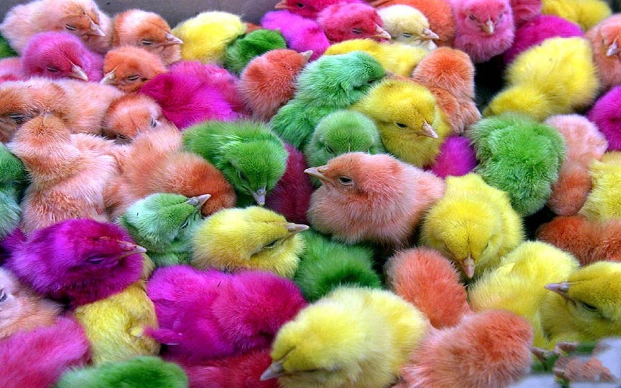 25824 Screensavers and Wallpapers Chicks for phone. Download animals, birds, chicks pictures for free