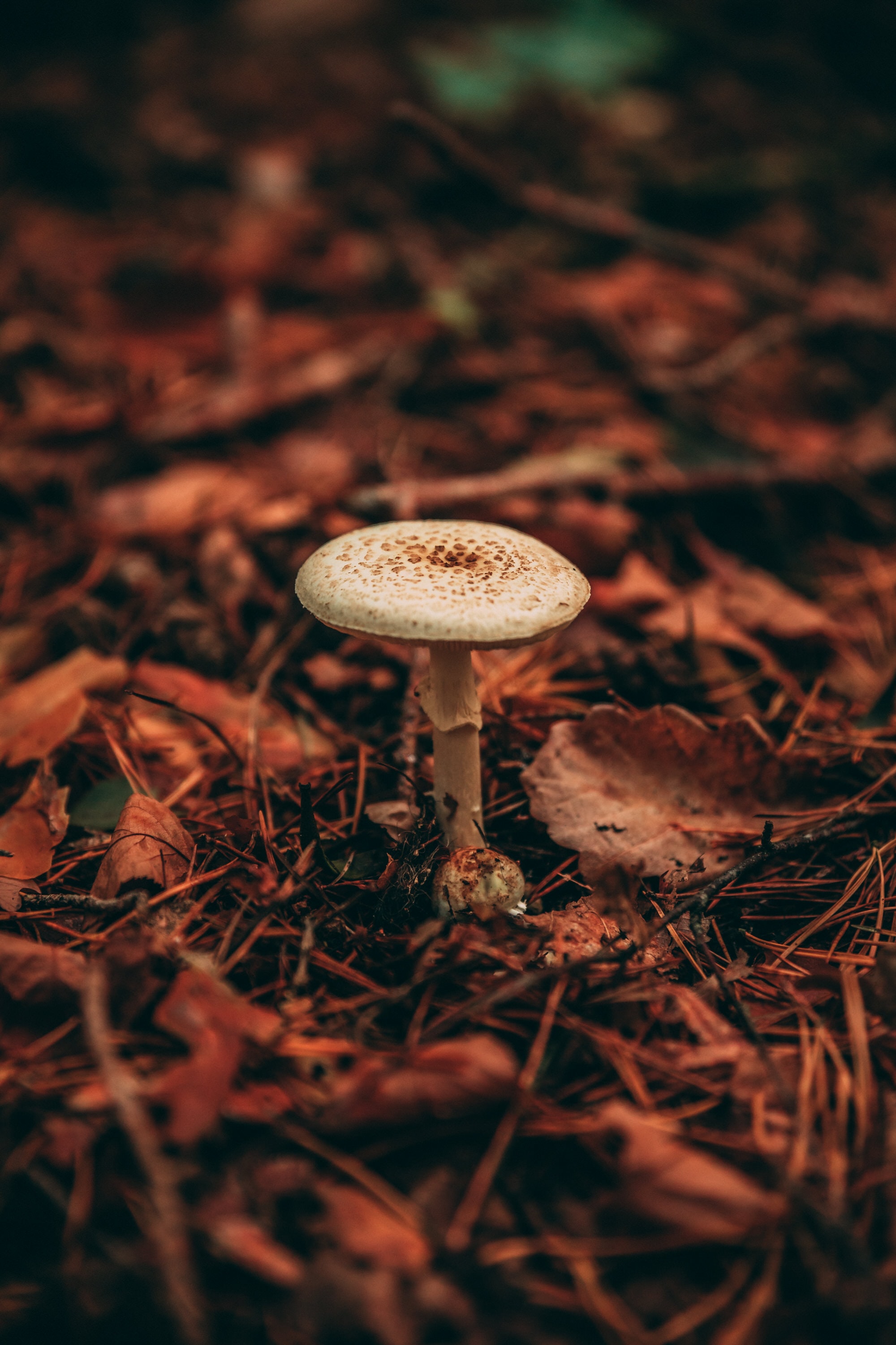 mushroom, nature, grass, autumn, plant HD wallpaper