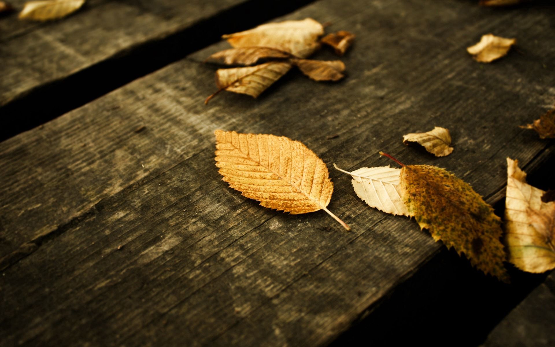 autumn, nature, leaves, yellow, grey, planks, board Aesthetic wallpaper