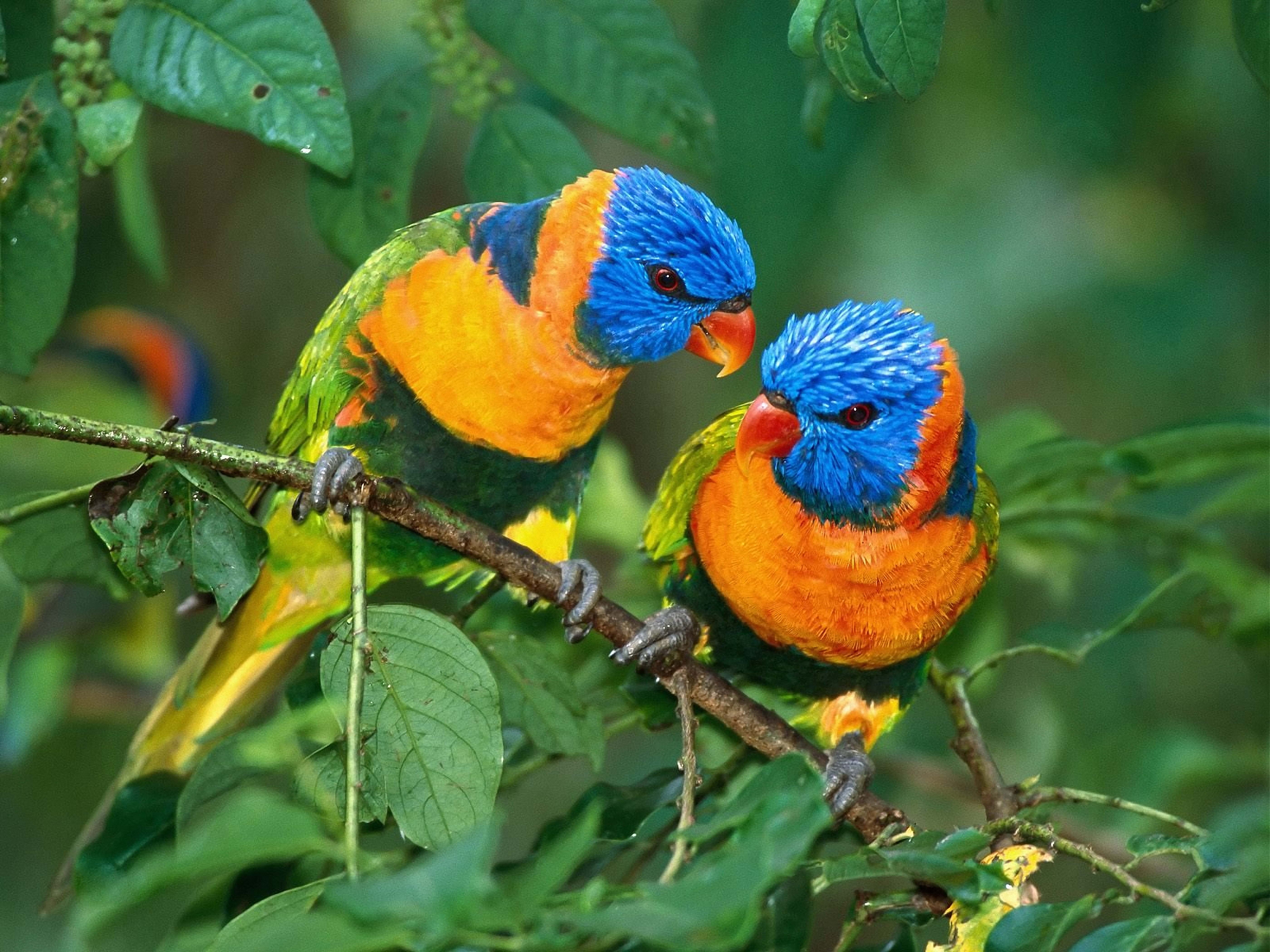 Laden Sie das Papageien, Tiere, Liebe, Ast, Zweig-Bild kostenlos auf Ihren PC-Desktop herunter