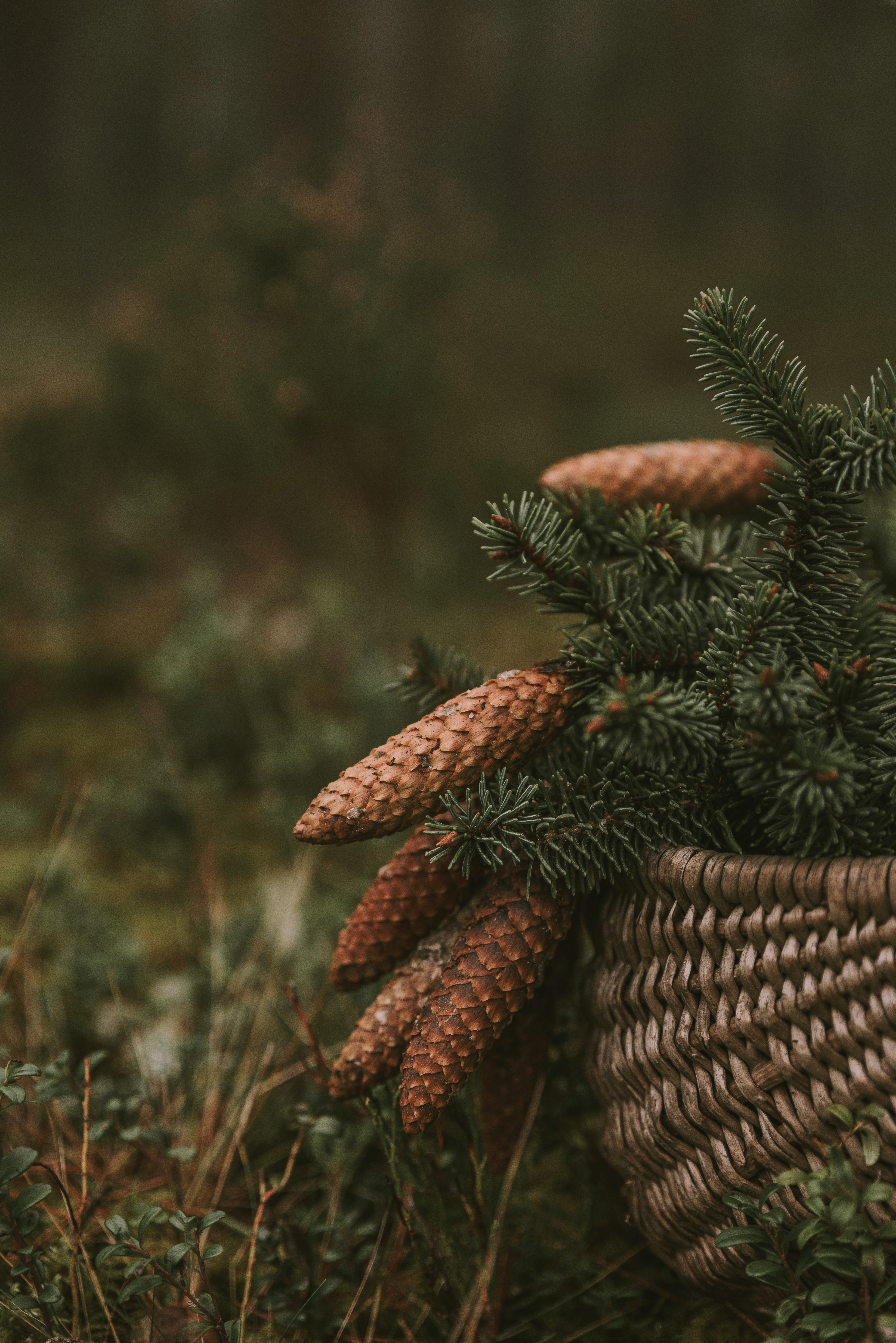 basket, branches, cones, spruce, fir, needles, nature HD wallpaper