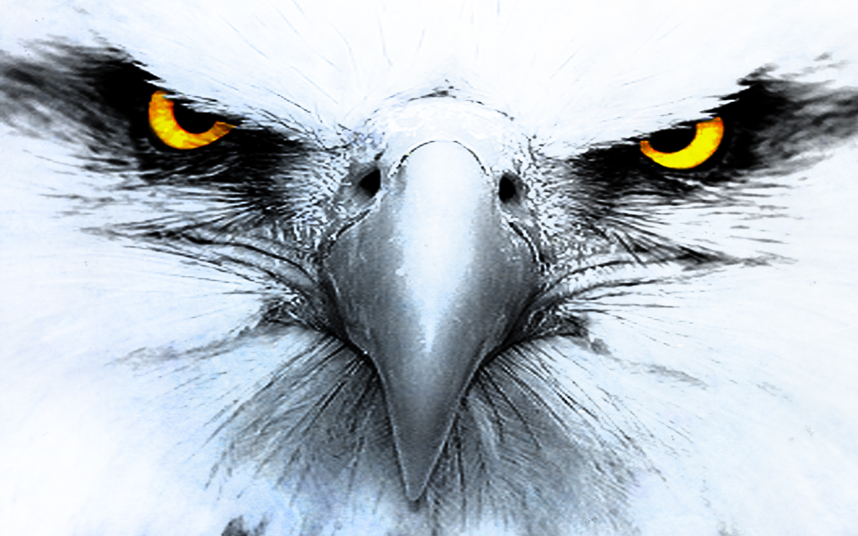 Mobile HD Wallpaper Eagle 