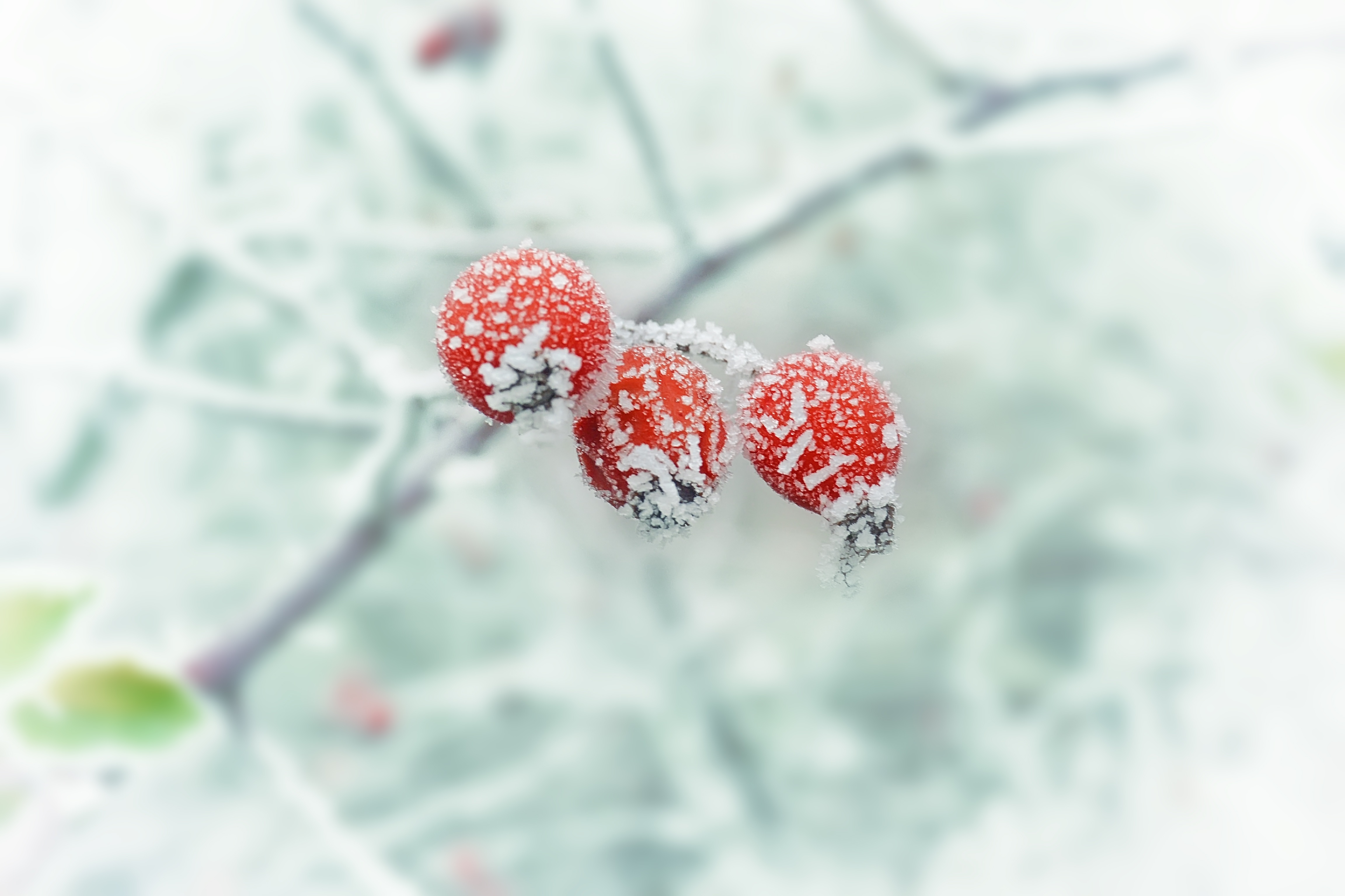 83889 Bildschirmschoner und Hintergrundbilder Frost auf Ihrem Telefon. Laden Sie winter, berries, makro, ast, zweig, frost, rauhreif Bilder kostenlos herunter