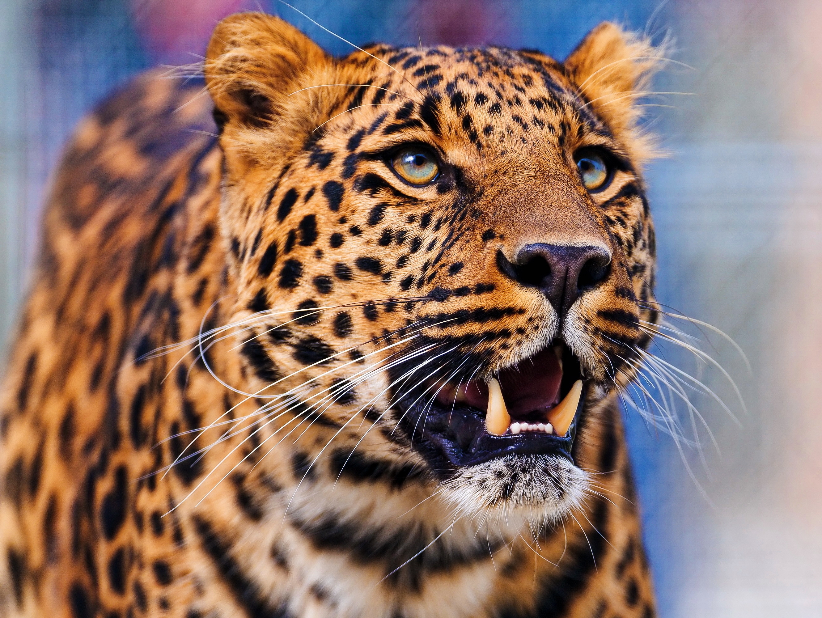 leopard, opinion, muzzle, predator Full HD