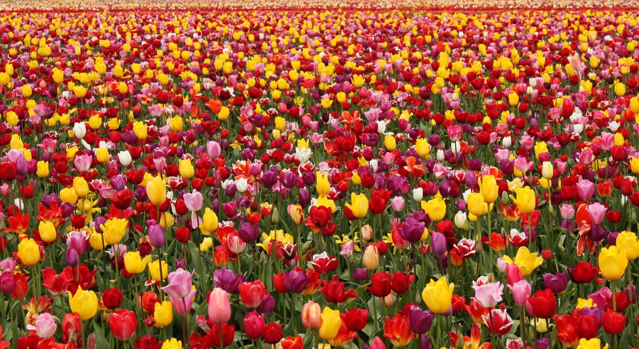 Laden Sie das Blumen, Tulpen, Feld, Viel, Frühling, Verschieden, Anders-Bild kostenlos auf Ihren PC-Desktop herunter