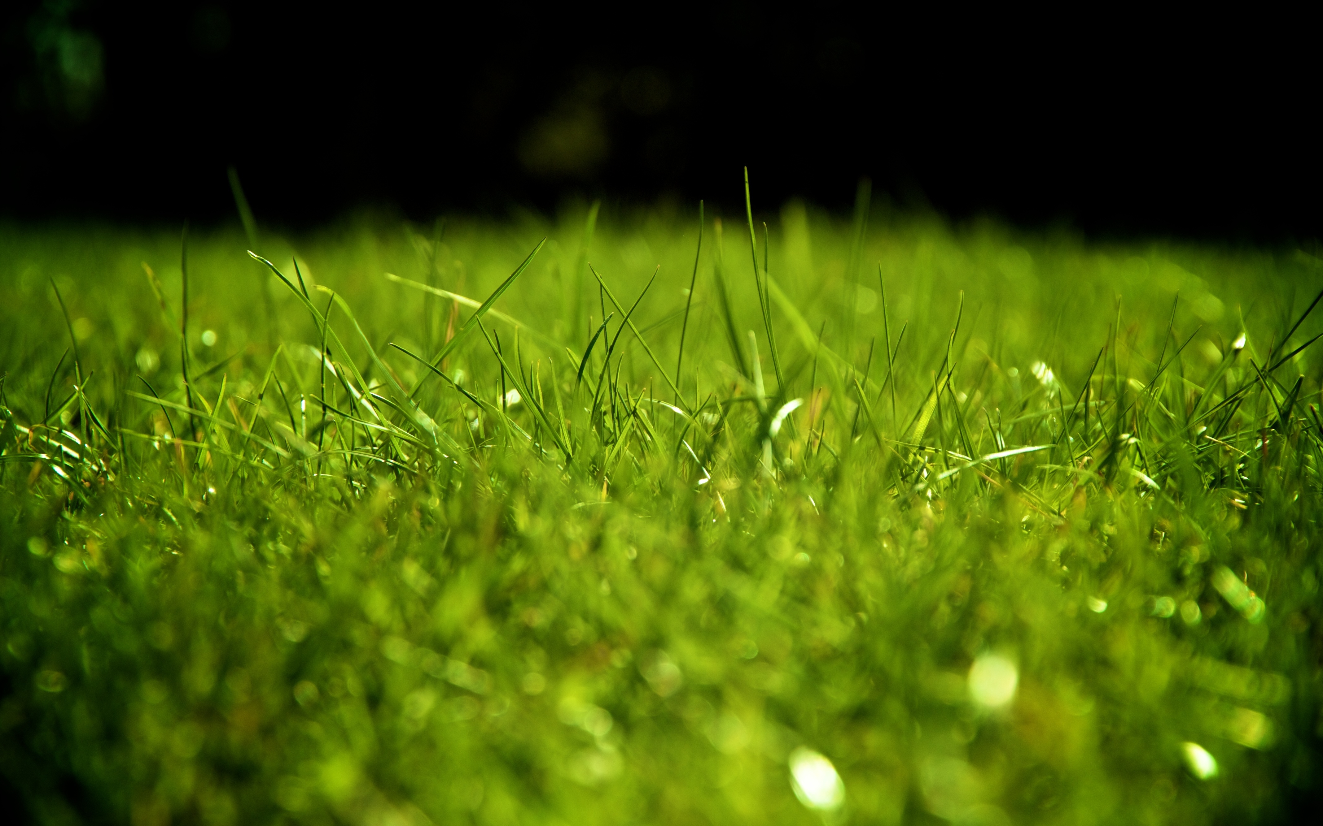 Laden Sie das Grass, Drops, Makro, Oberfläche, Tau-Bild kostenlos auf Ihren PC-Desktop herunter