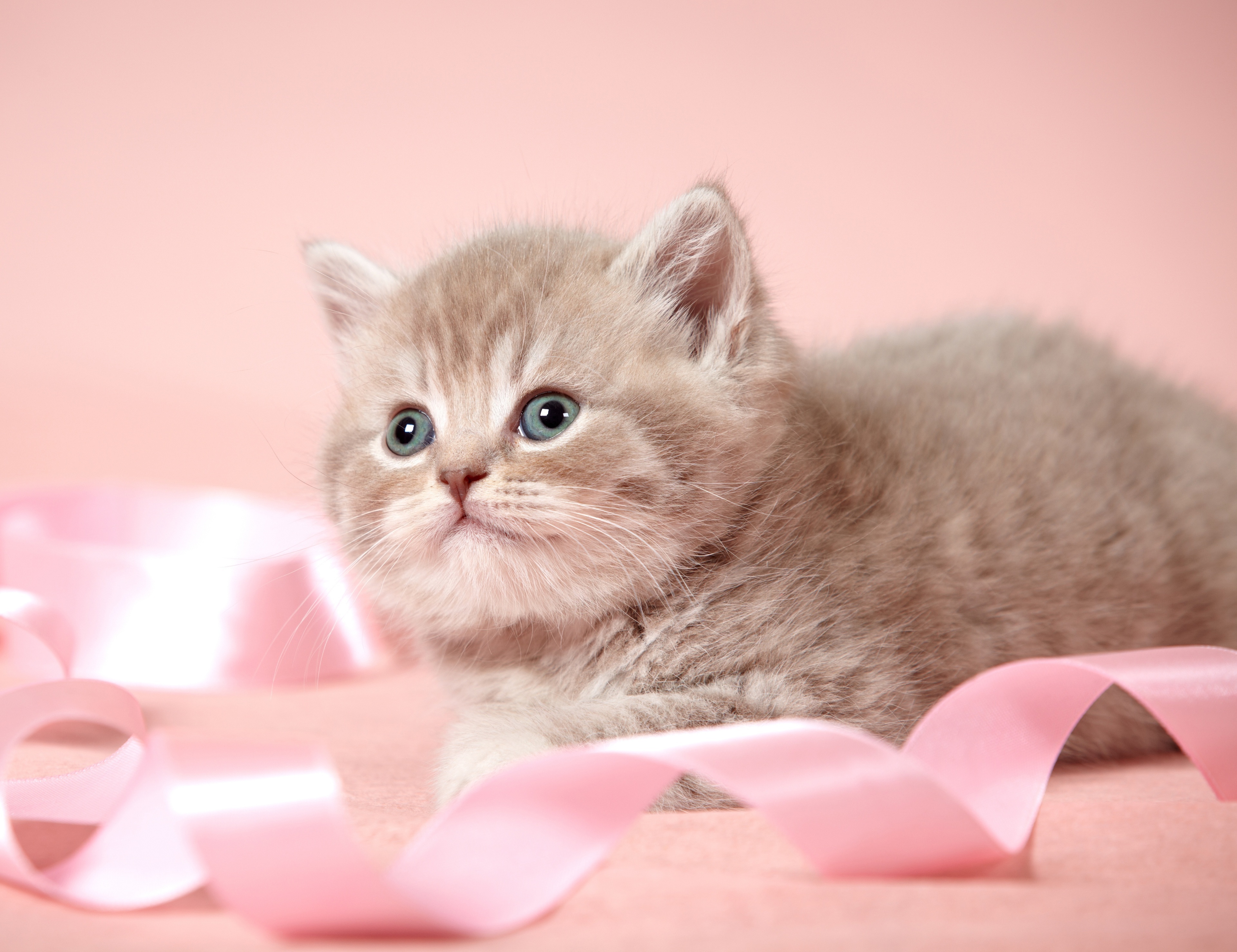 Британский розовый котенок