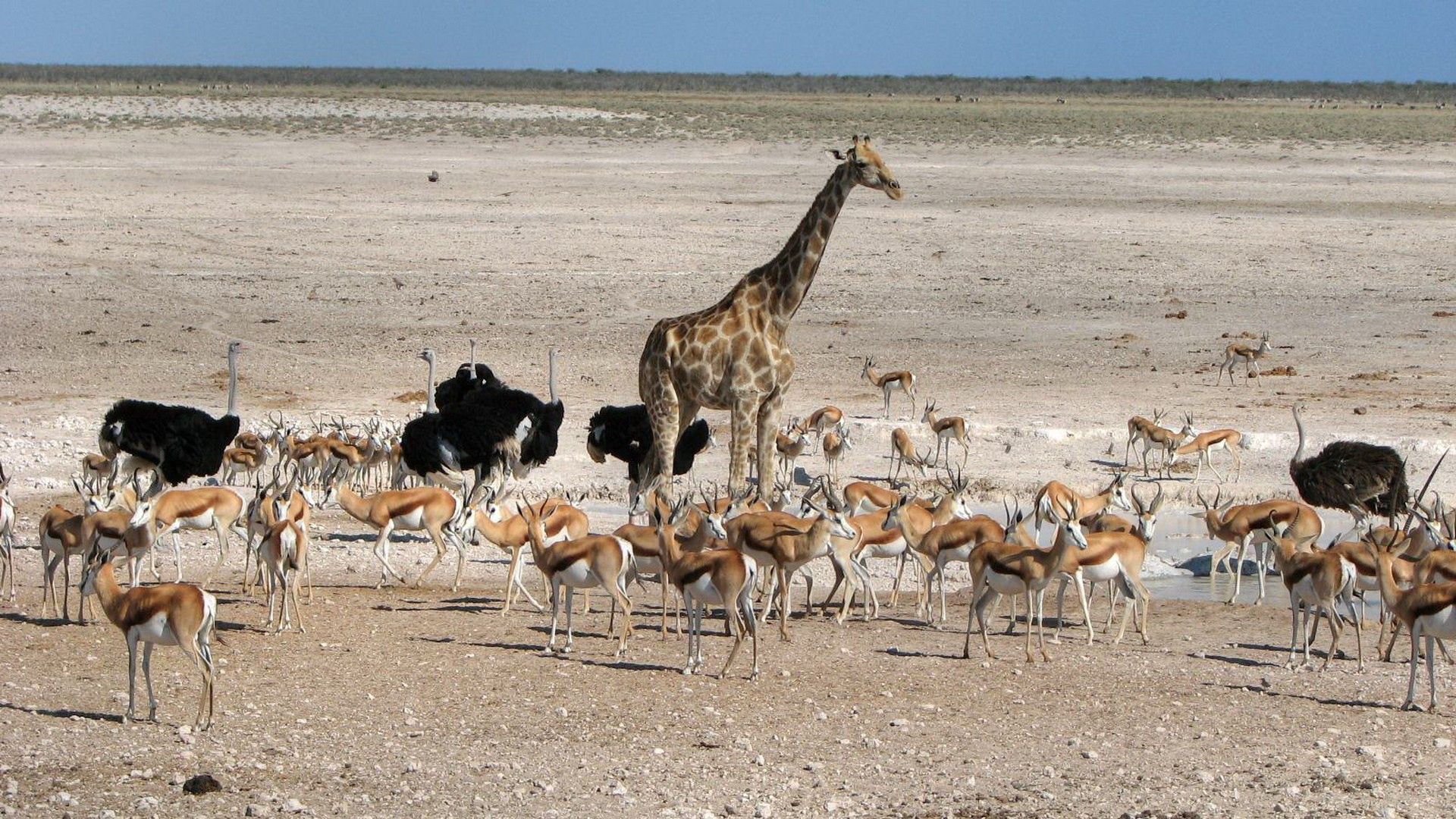 desert, animals, ostrich, stroll, giraffe, africa HD wallpaper