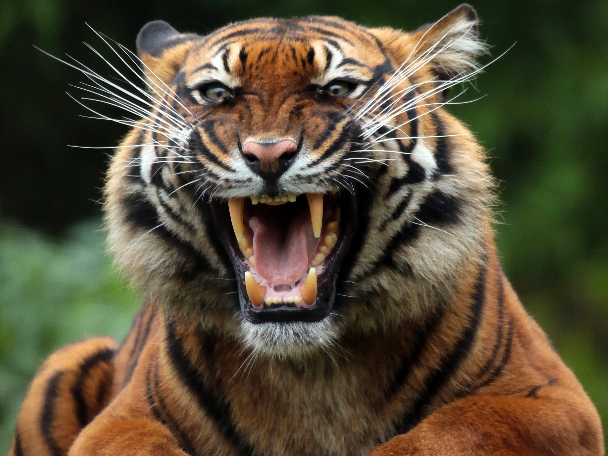 89449 Bild herunterladen tiere, grinsen, grin, raubtier, predator, tiger, wilde katze, wildkatze - Hintergrundbilder und Bildschirmschoner kostenlos
