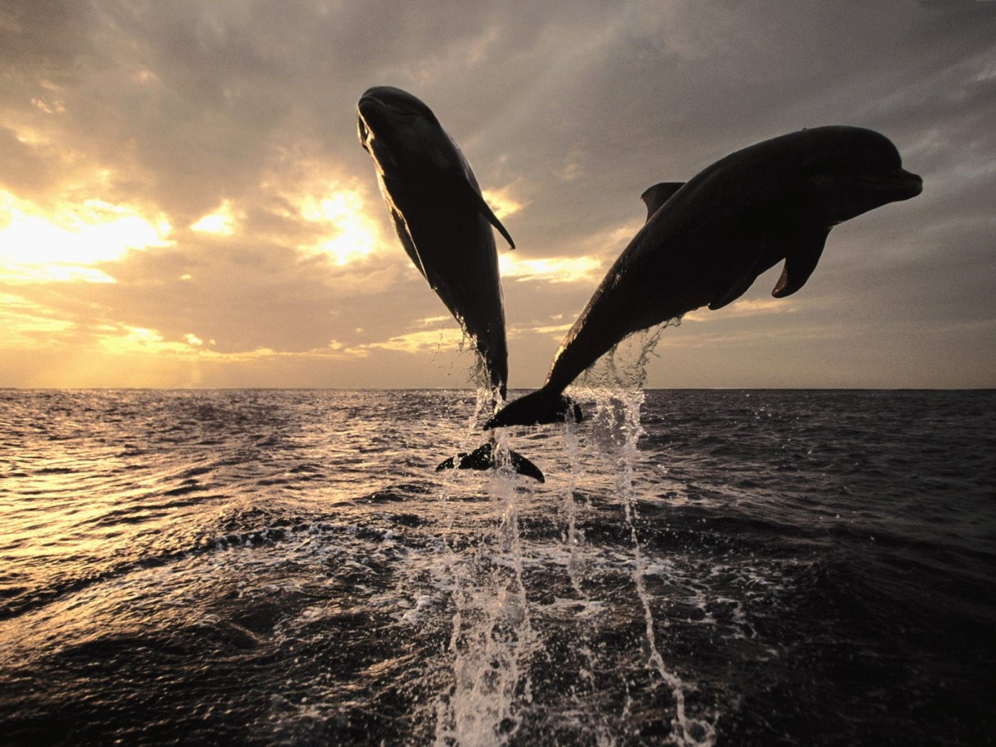 46054 Заставки и Обои Дельфины на телефон. Скачать оранжевые, море, животные картинки бесплатно