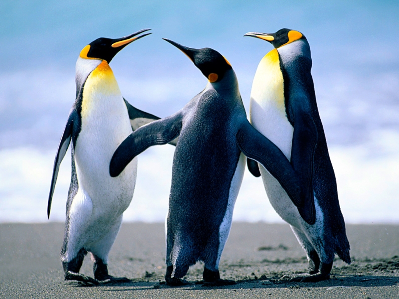 35033 Hintergrundbild herunterladen tiere, vögel, pinguins - Bildschirmschoner und Bilder kostenlos