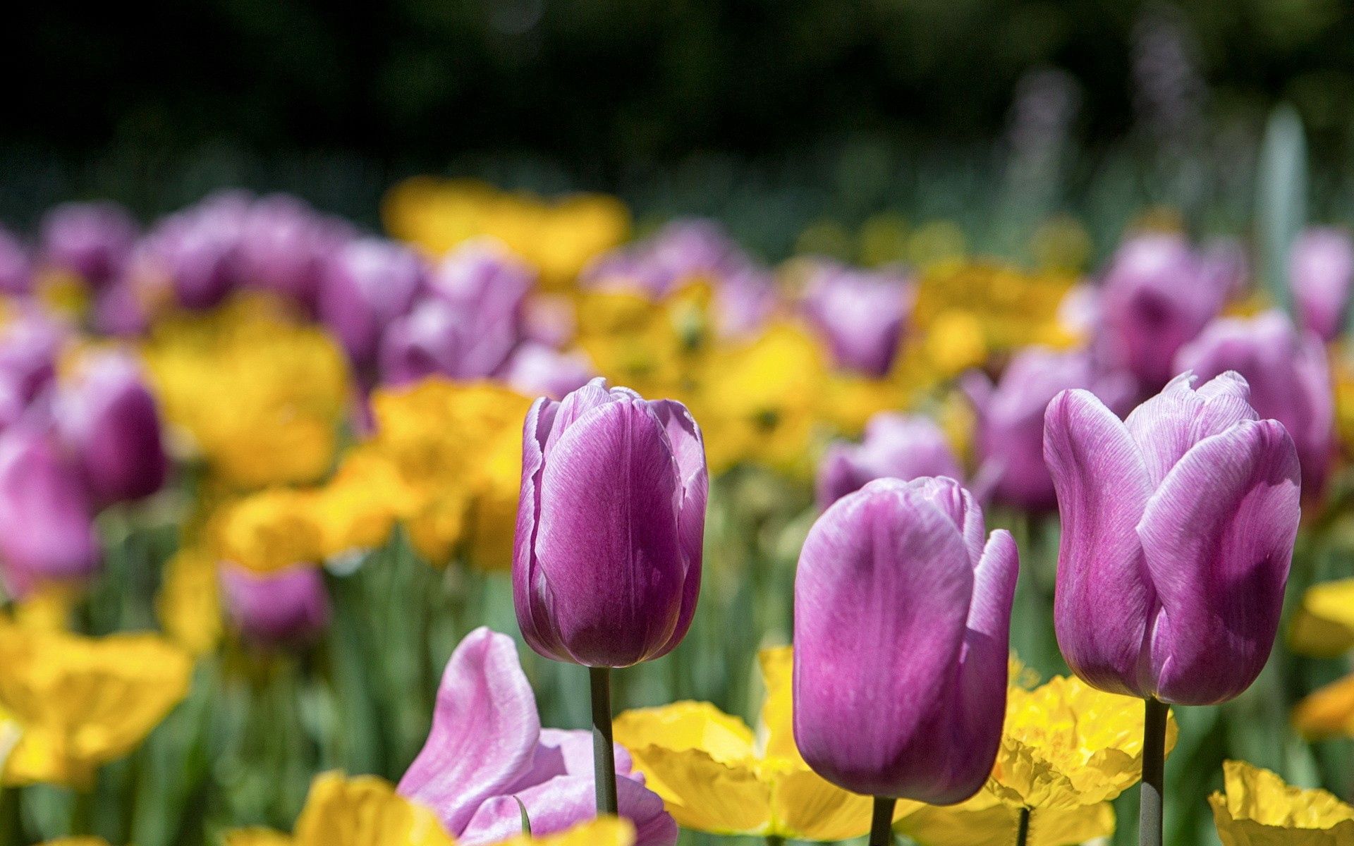 Download mobile wallpaper Stalk, Flowers, Tulips, Bright, Petals, Stem for free.